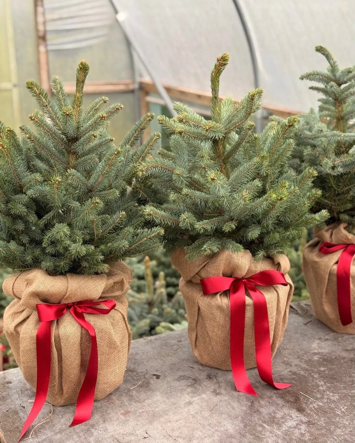 Wait... have we actually turned into human Christmas trees?? (slides 2 &amp; 3) 🌲 🤗 No... don&rsquo;t panic... just getting down to the business of wrapping a mere 80 Christmas trees at @chewtonglen over the course of two days! 🌲 🎀  Told you we l