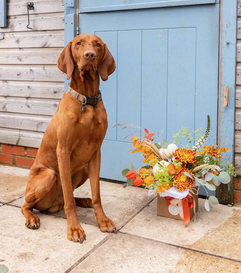 Dexter the resident dog at Arcade Flowers posing outside the flower workshop