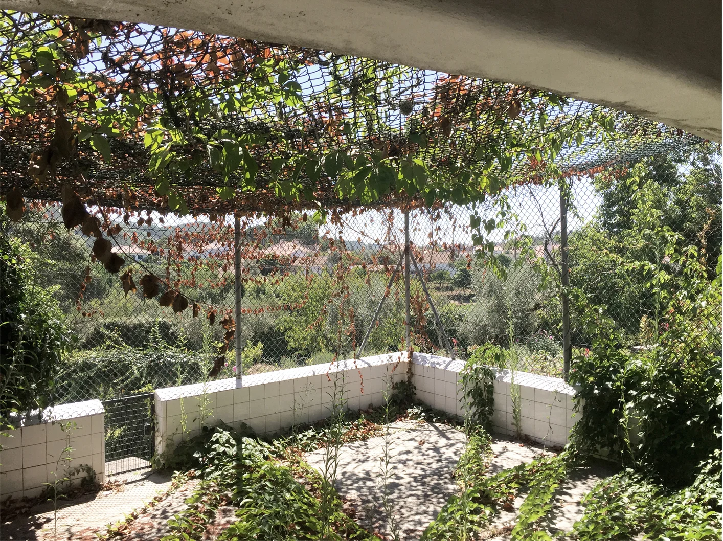 Quinta Girassois 1.JPG