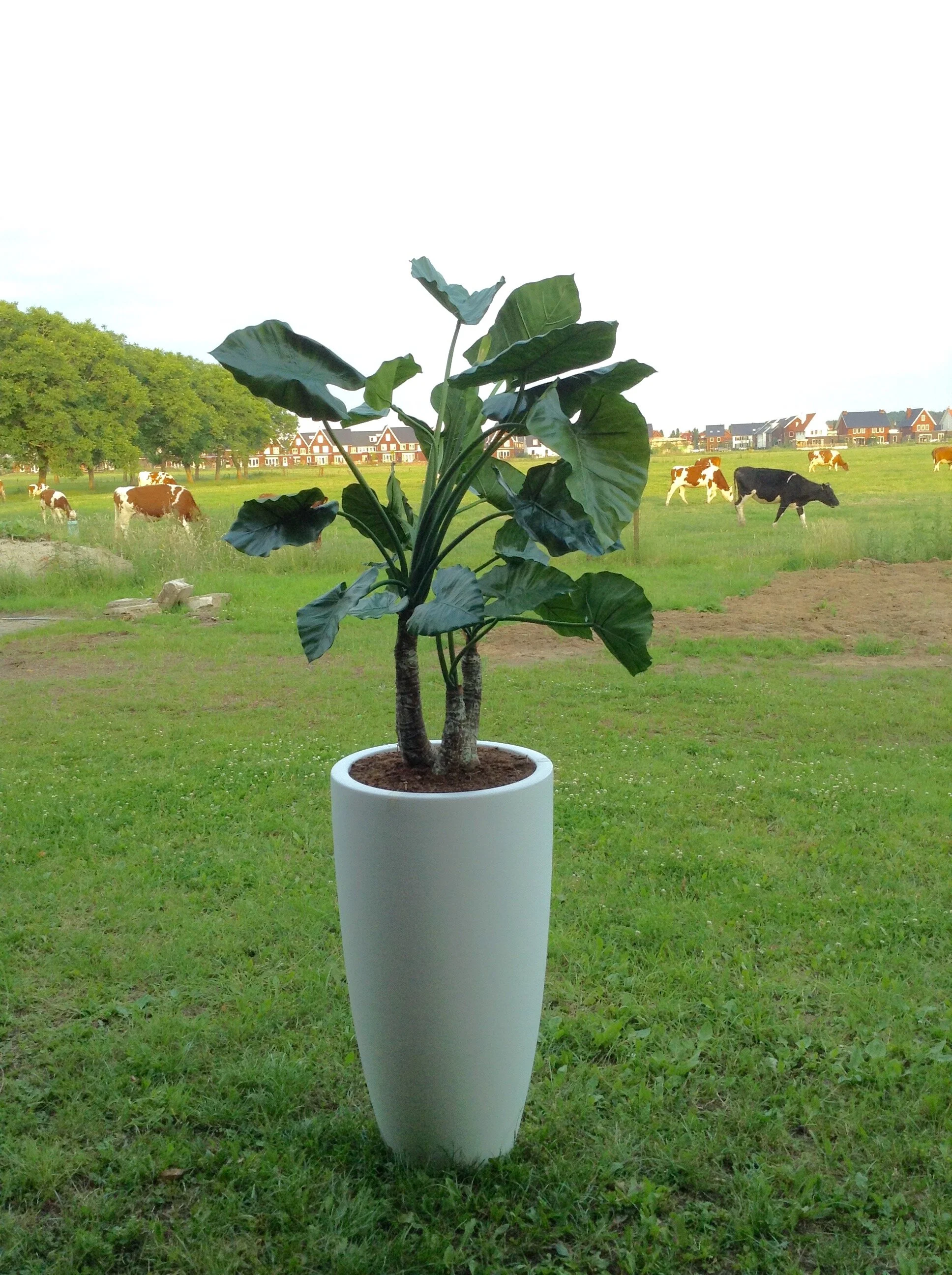 FullSizeRender copy 2.jpg