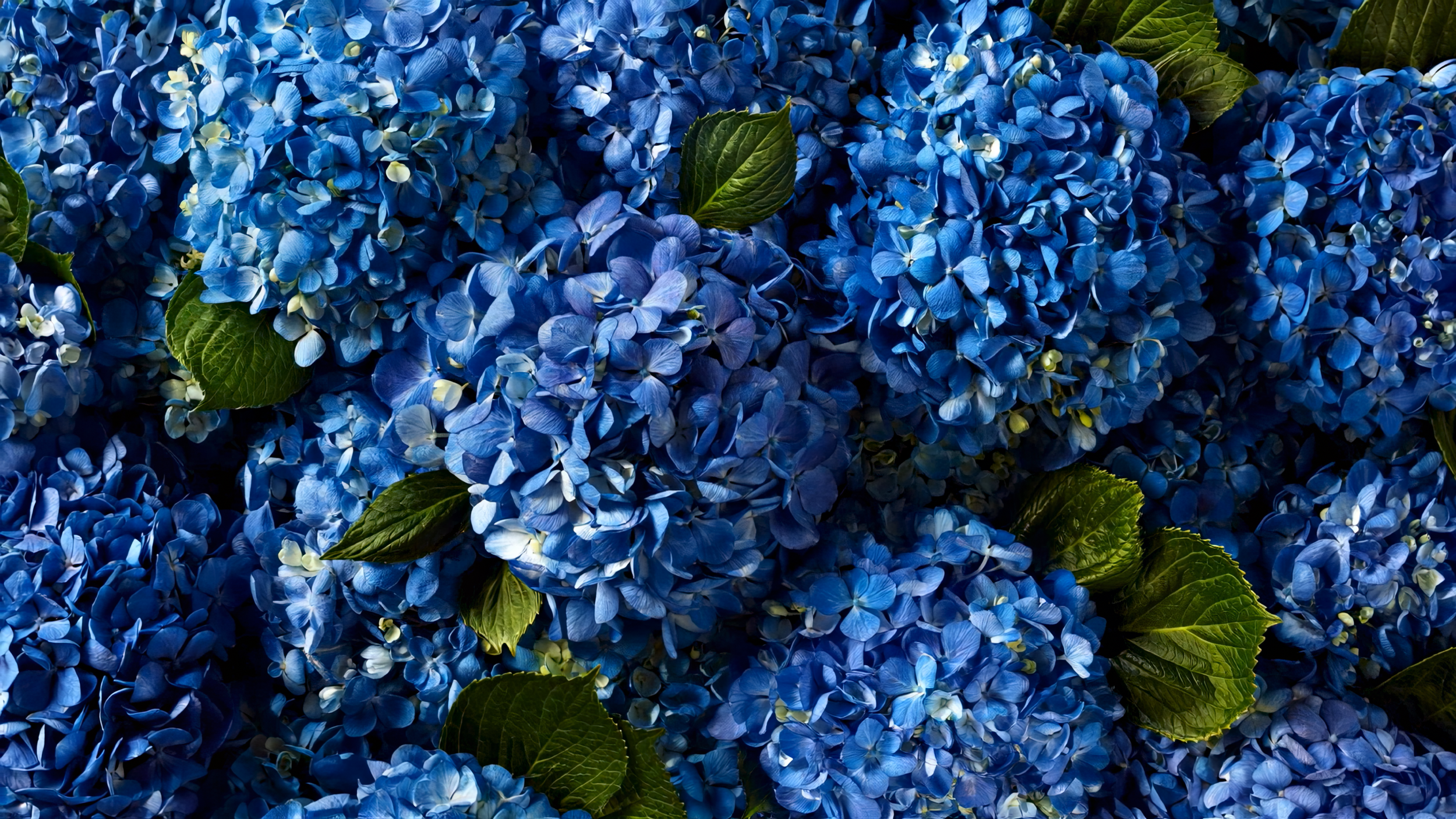 BLUE HYDRANGEA LAND (0-00-07-14).png
