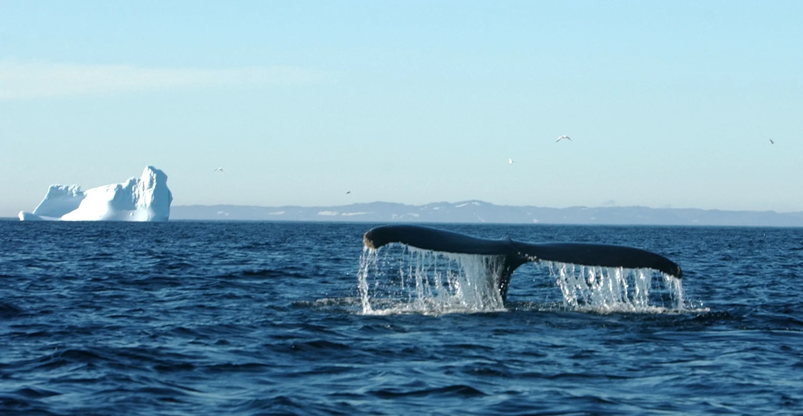 Whale tail and berg.jpg