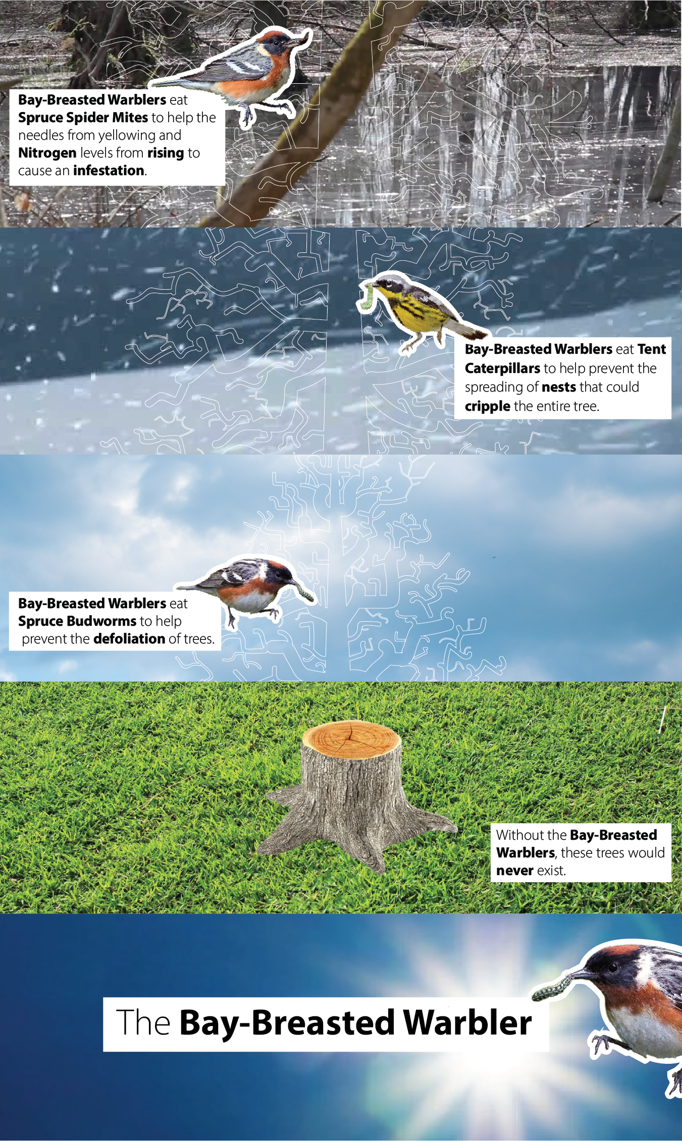 Bay Breasted Warbler's Duties