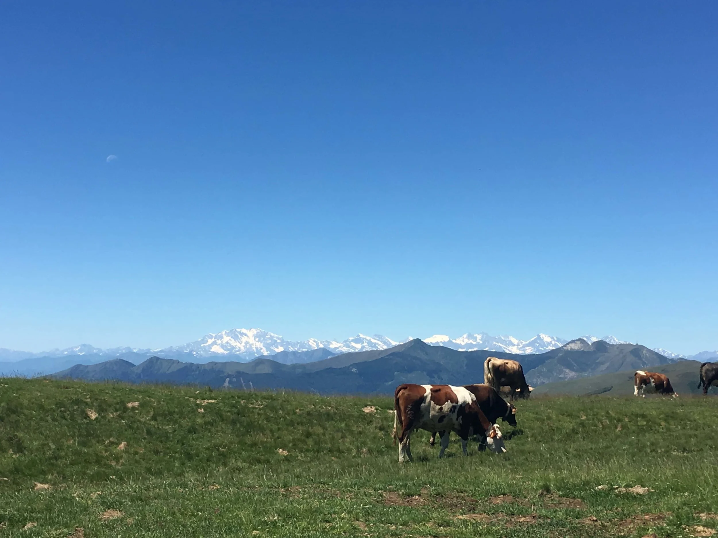 Cows_panorama_scenictrail_hikingcomolake.jpg