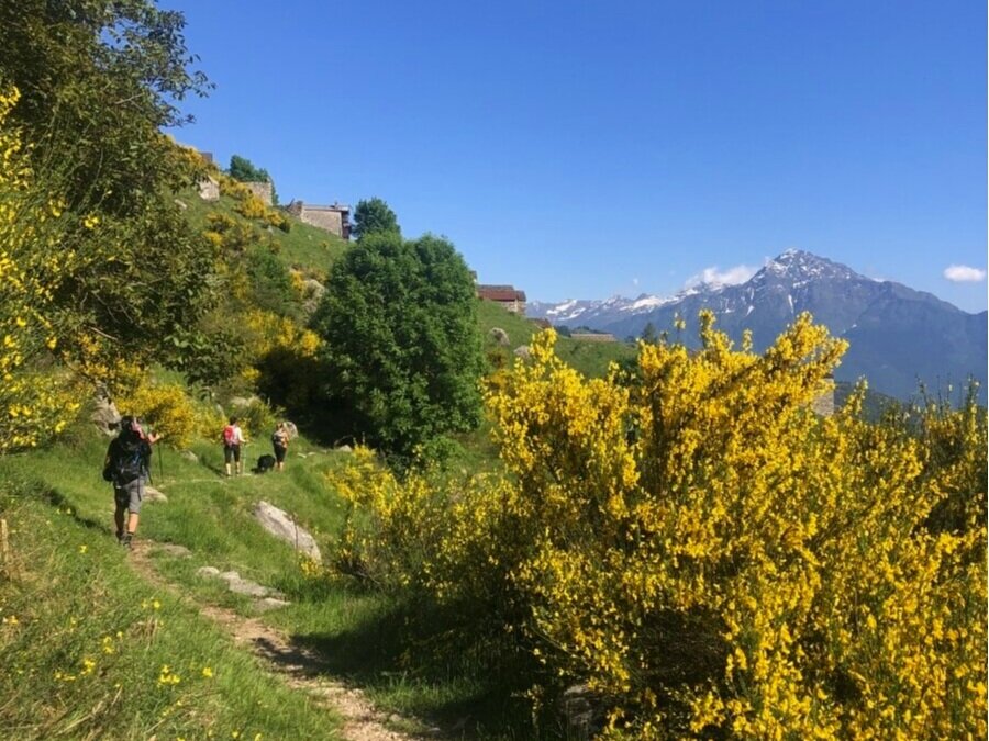 LR_lagodarengo_ginestre_legnone_hikingcomolake.jpg