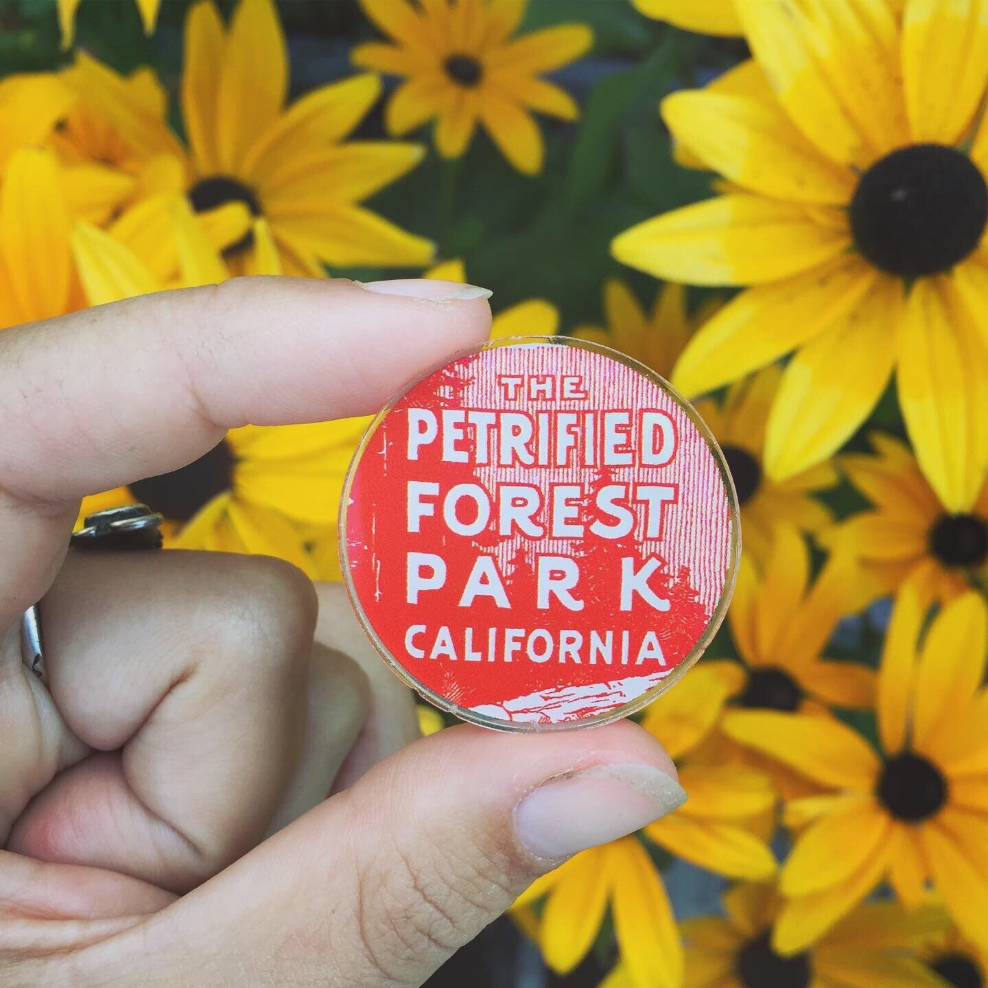 Petrified Forest Pin
