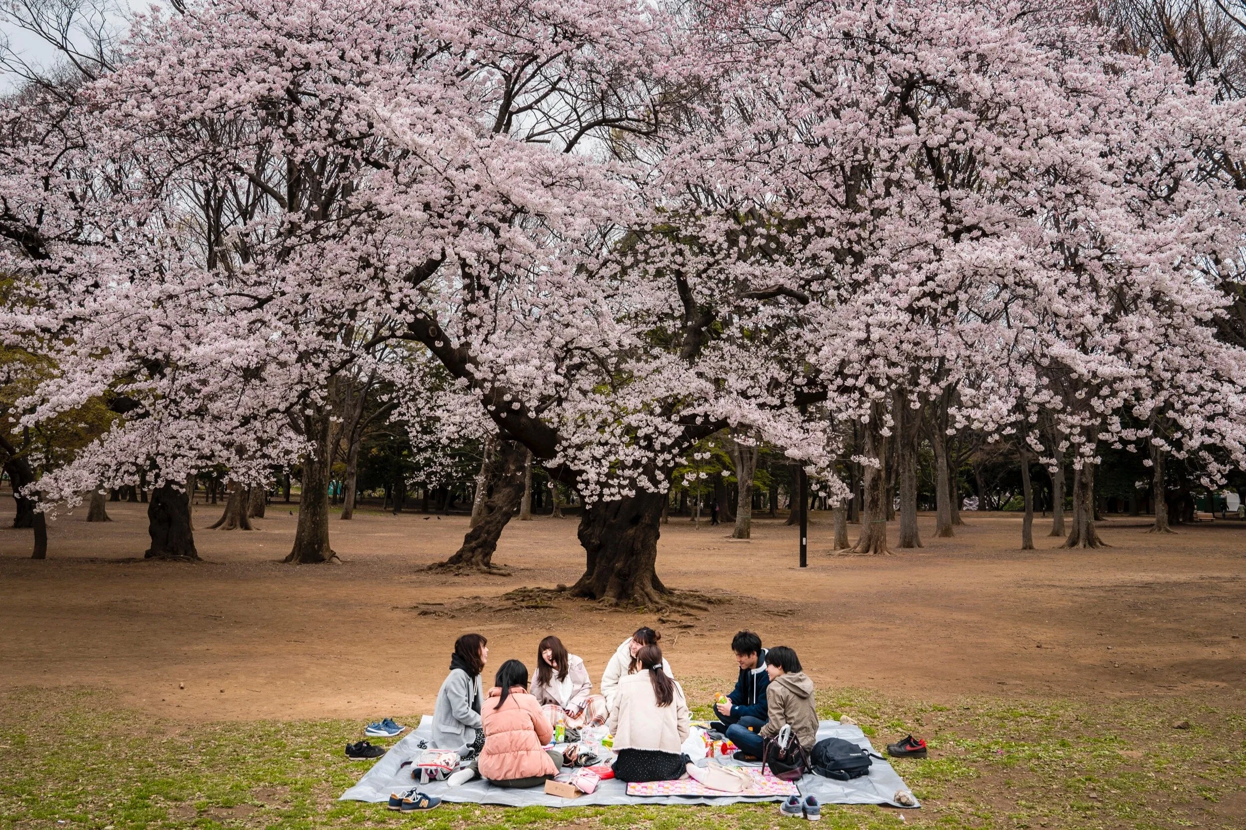 CherryBlossoms_4x3-1.jpg