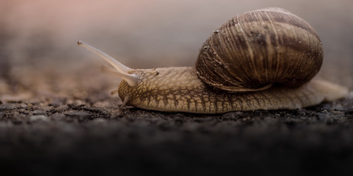 slow-blog.jpg