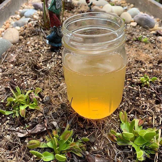 &ldquo;My house. My rules.&rdquo; Is the best carnivorous garden cider there is. A pretty niche market, mind you. But if you&rsquo;re gonna grow aggressive plants, you need an aggressive Dad brew. .
. .
#homebrew #beer #craftbeer #homebrewing #instab