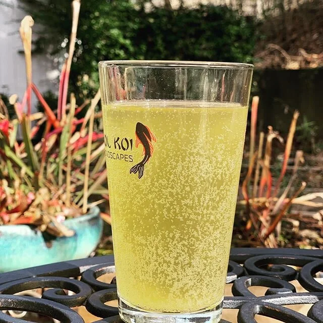 Just in time for the holidays! #the latest cider, &ldquo;Walk it Off.&rdquo; Fermented with a mead yeast and dry hopped with both cascade and galaxy. Super, super dry with a floral finish. 
#homebrew #hardcider #dryhopped