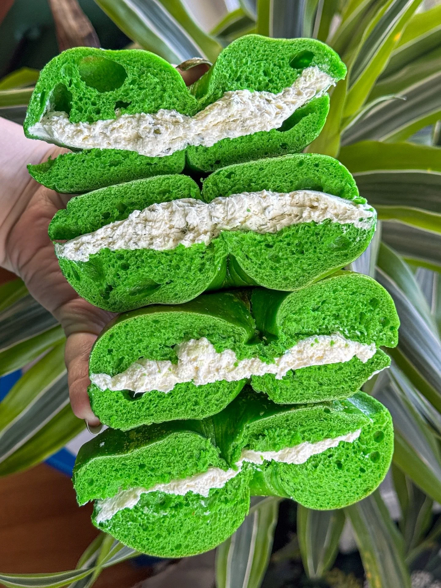 Nothing says St. Patrick&rsquo;s day like a green bagel from @lynbrookbagels! ☘️🥯
.
.
.
.
.
#lynbrookbagels #greenbagel #stpatricksdayfood #longislandeats #longislandfoodie
