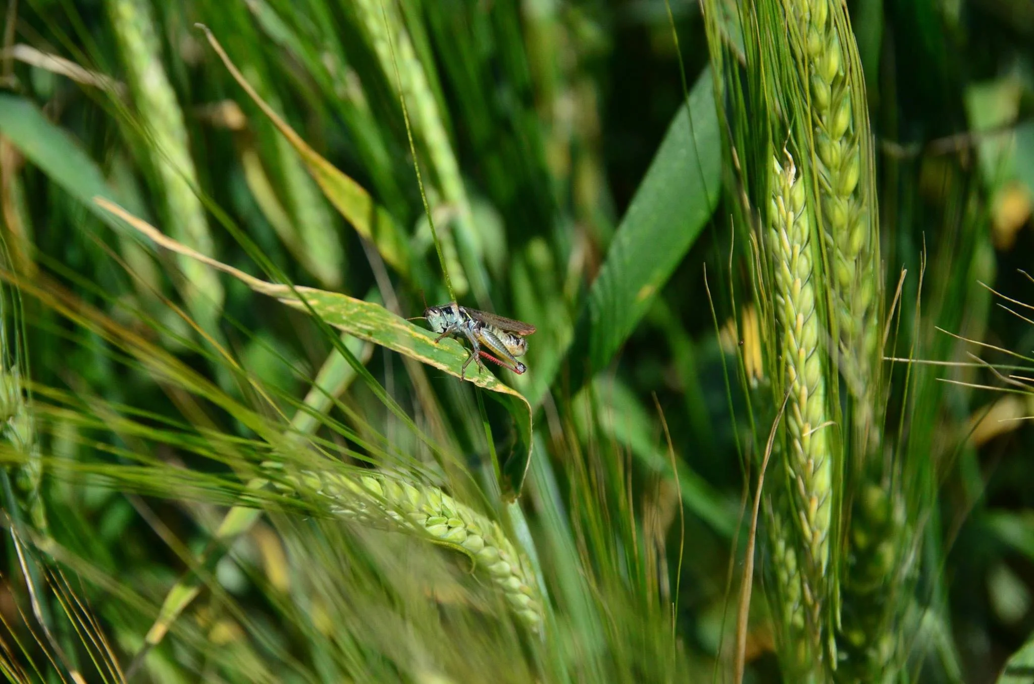 Newsletter Spragg s Meat Shop