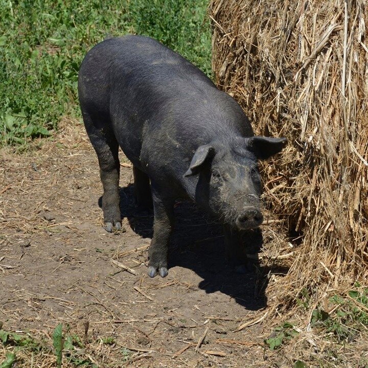 Did you know our best-selling #sideofpork package is available for curb-side pick-up? It&rsquo;s true! Call us to order today and then read our latest #blog for a great list of recipes to cook with our #sideofpork box. Link in bio. #SpraggsMeatShop

