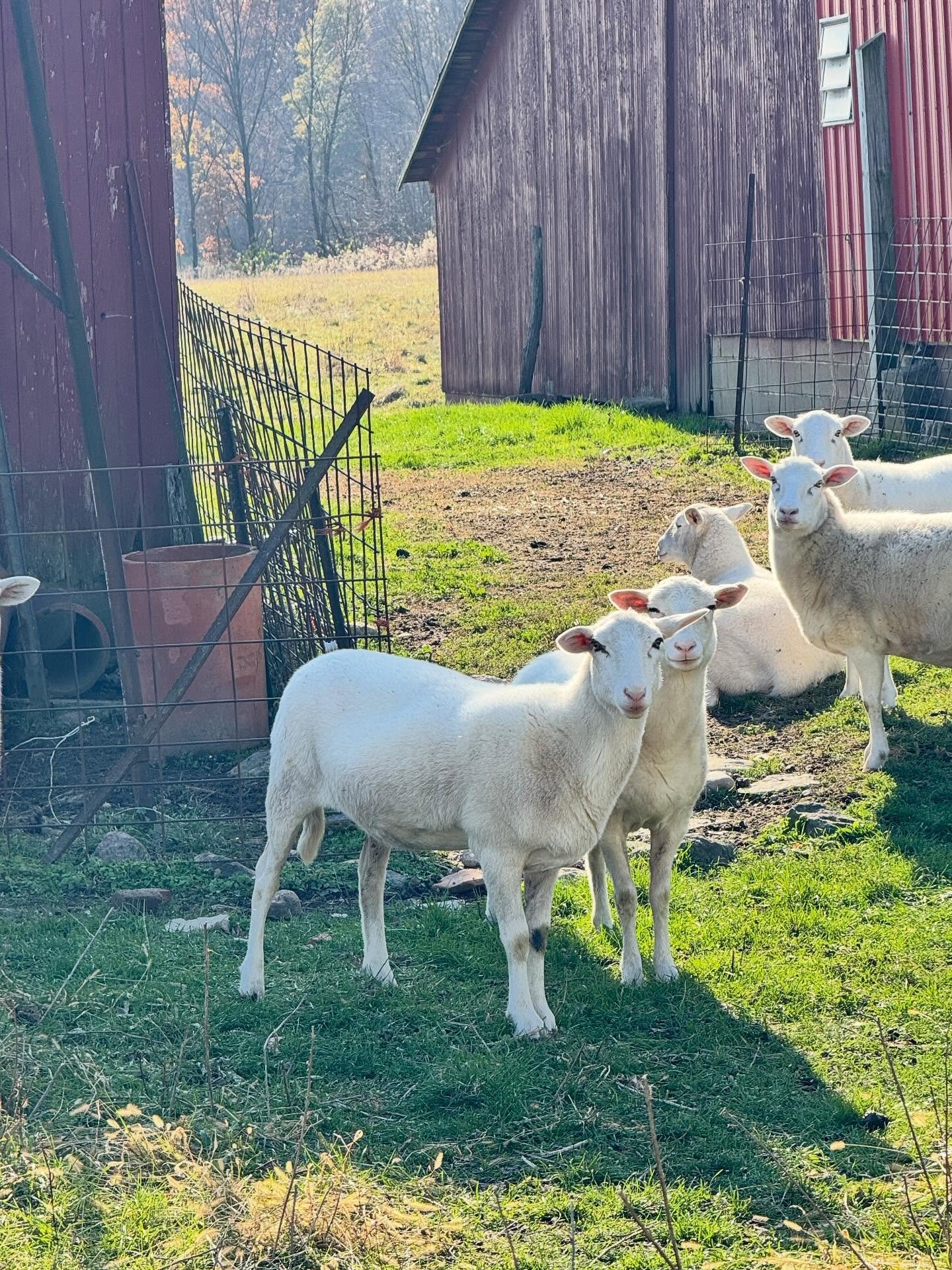 Visiting the neighbors&hellip;.