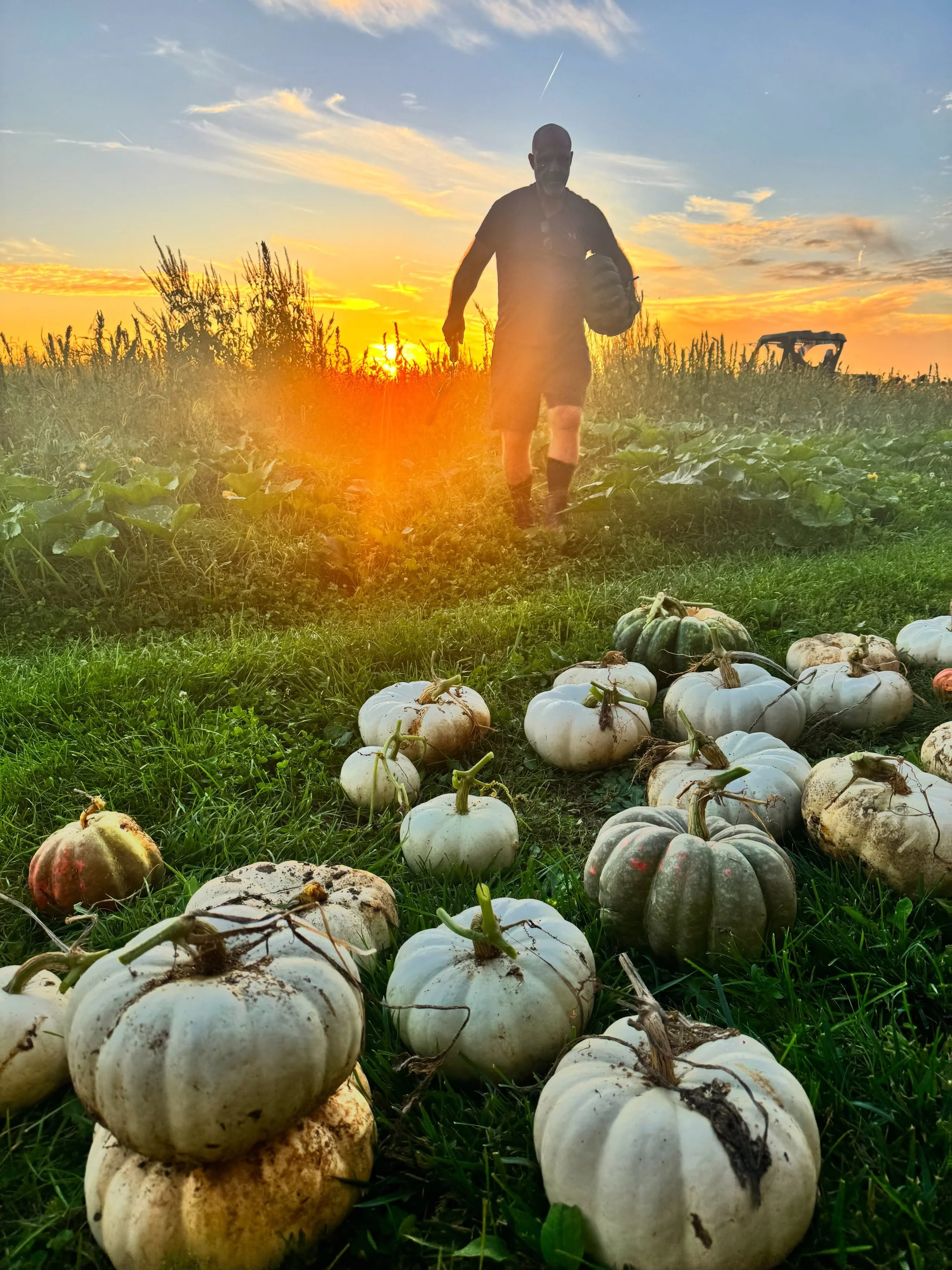 First batch of pumpkins coming out of the patch.