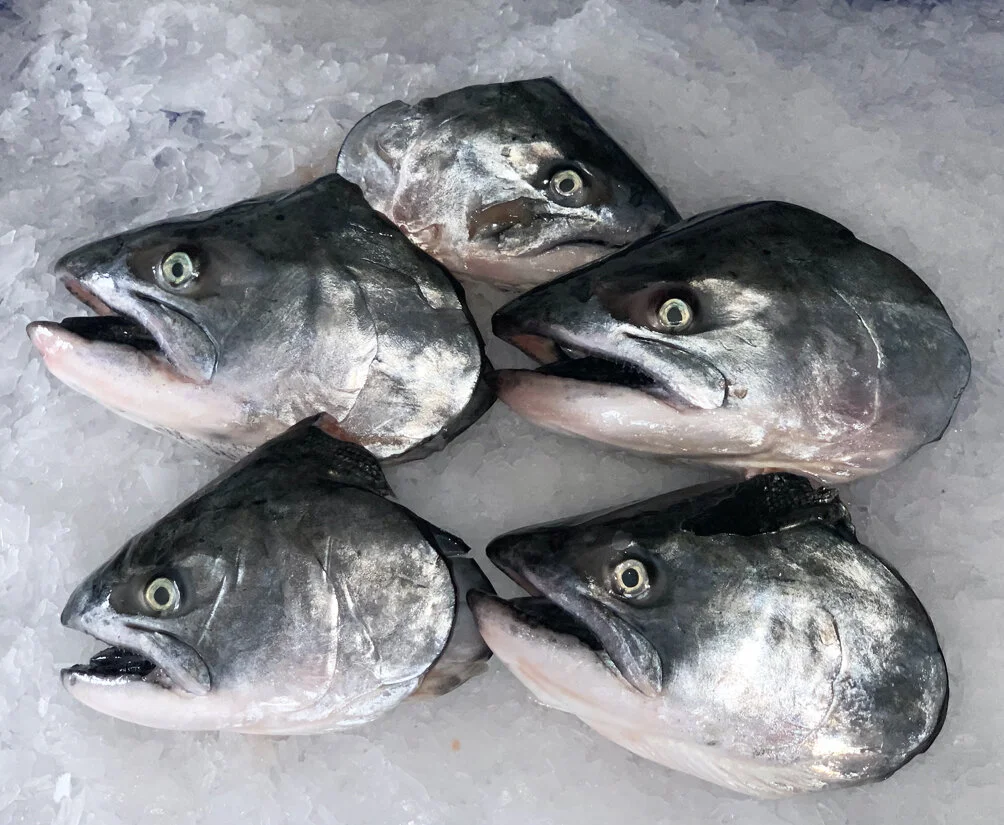 SalmonHeads.jpg