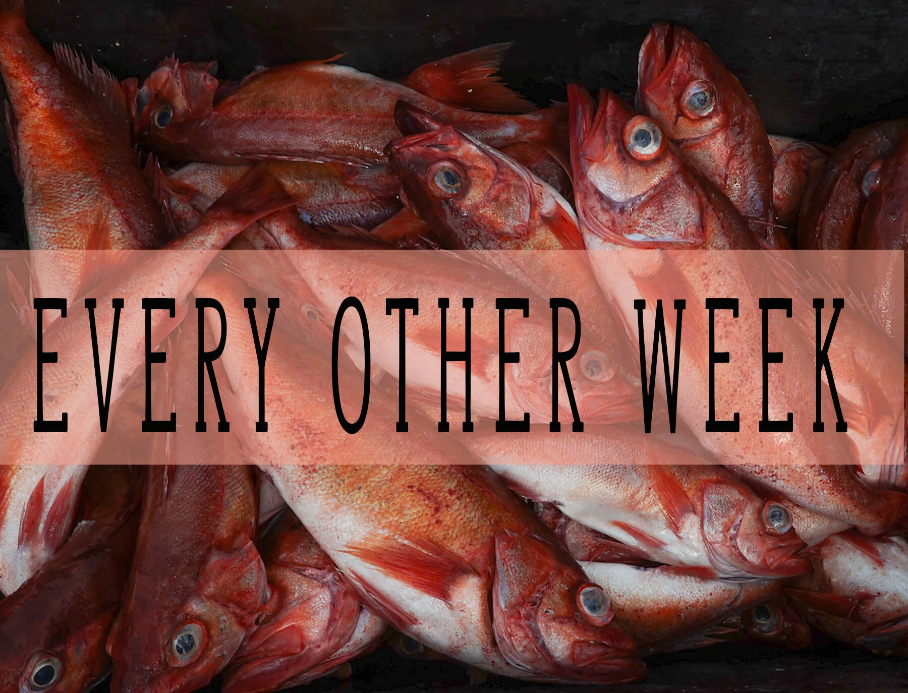 EveryOtherWeek-Rock.jpg