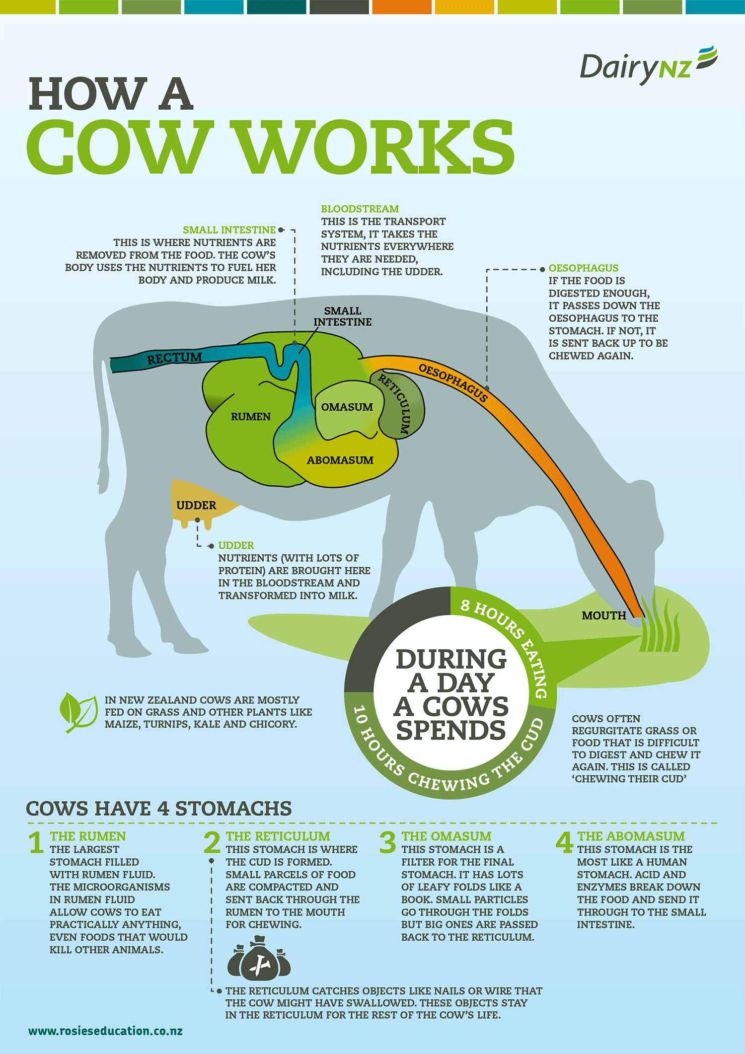 How-a-cow-works.png