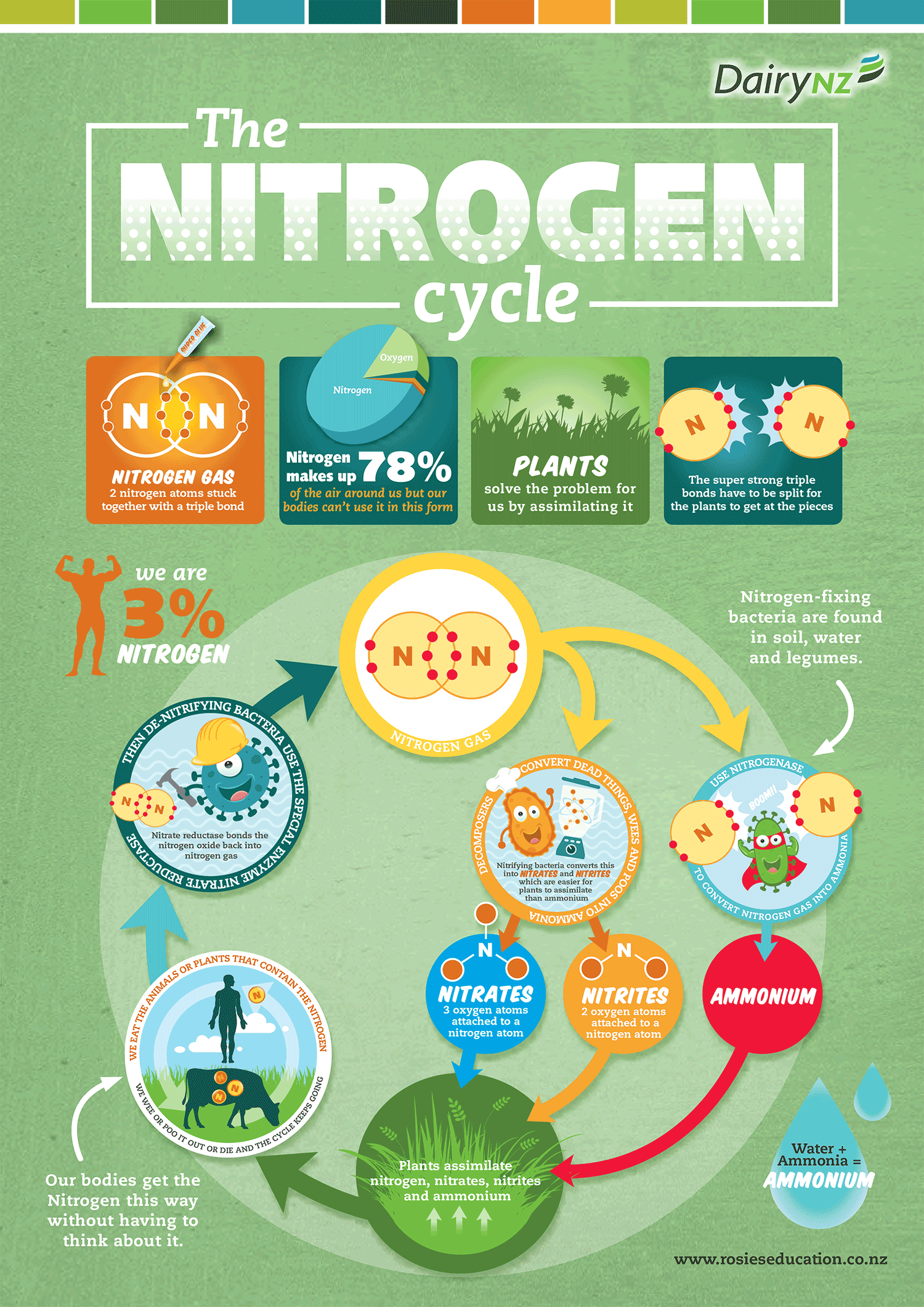 Nitrogen-cycle-Fact-Sheet-Intrctv.png