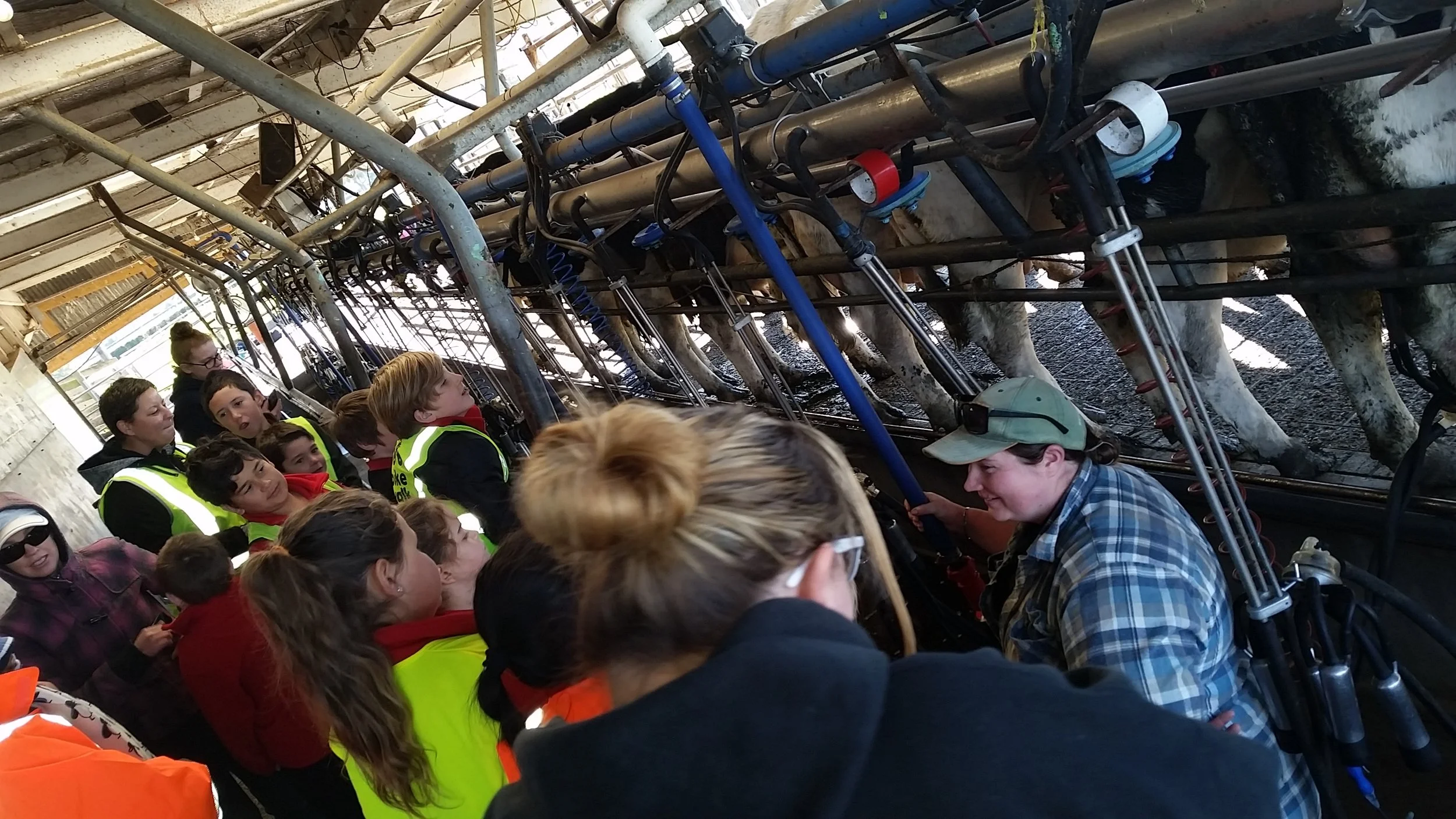 Rata and Manuka’s Dairy Farm Visit