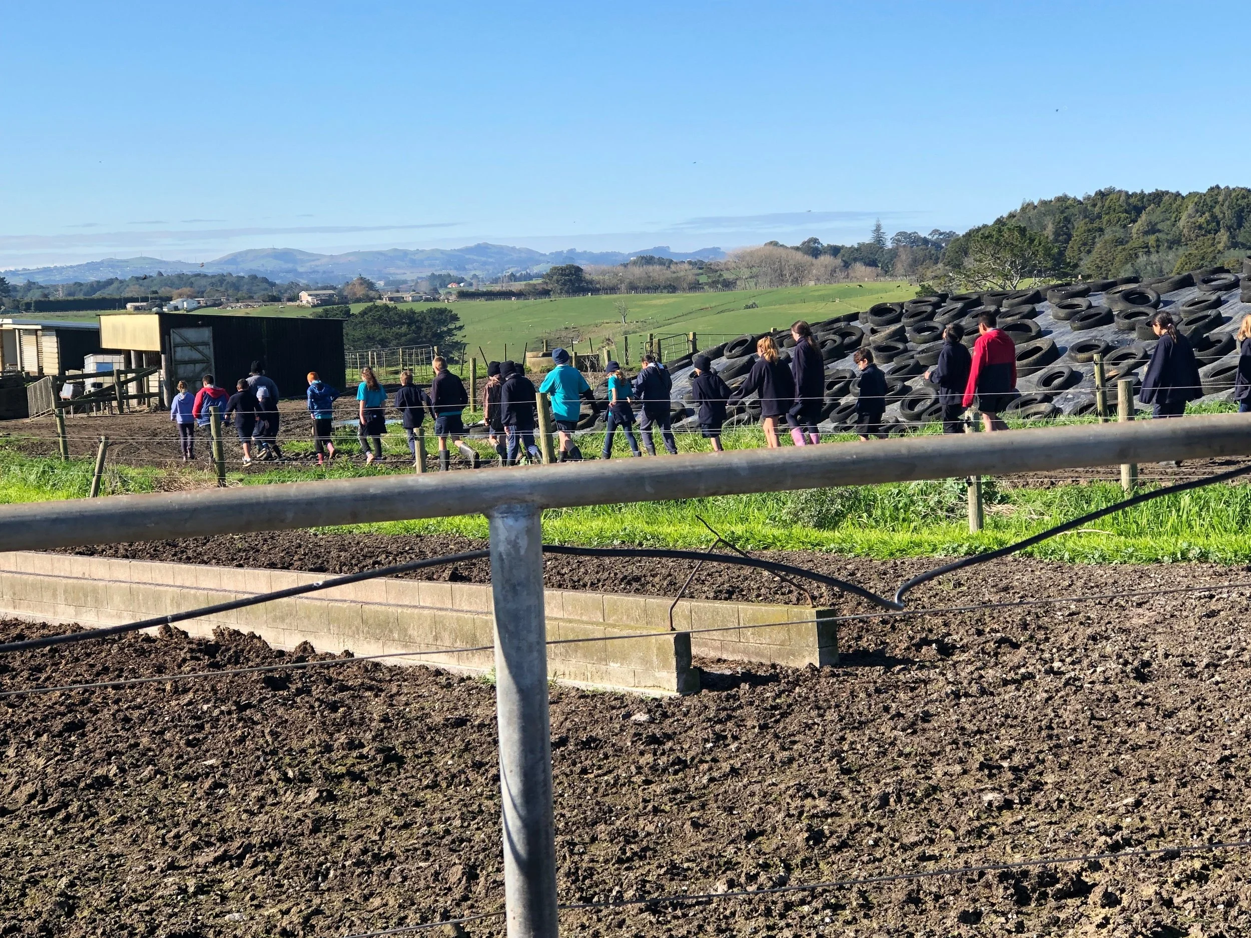 Waiuku School's Hub Three and their farm visit