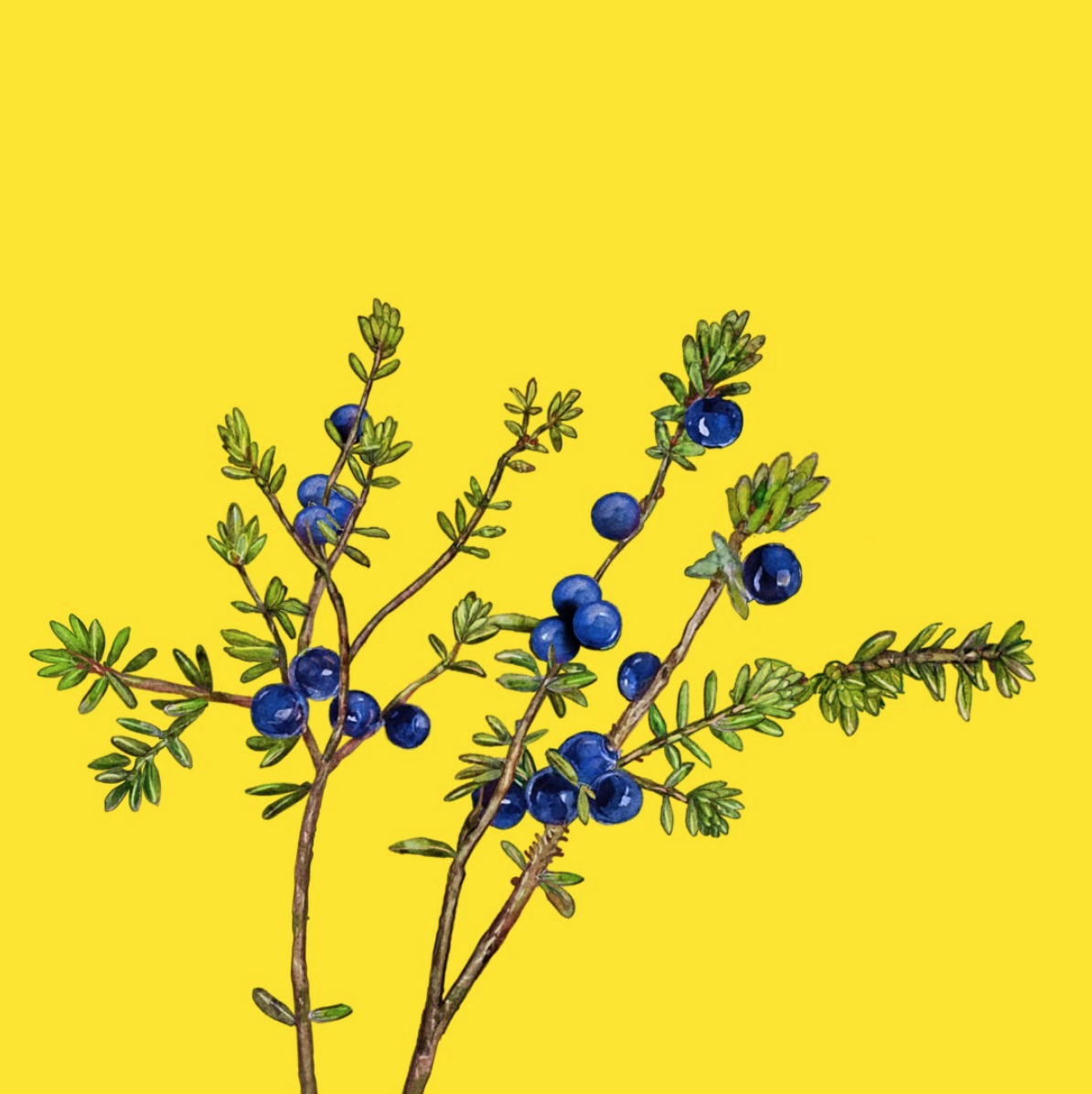 Screen Shot 2021-03-02 at 12.41.16 PM.png