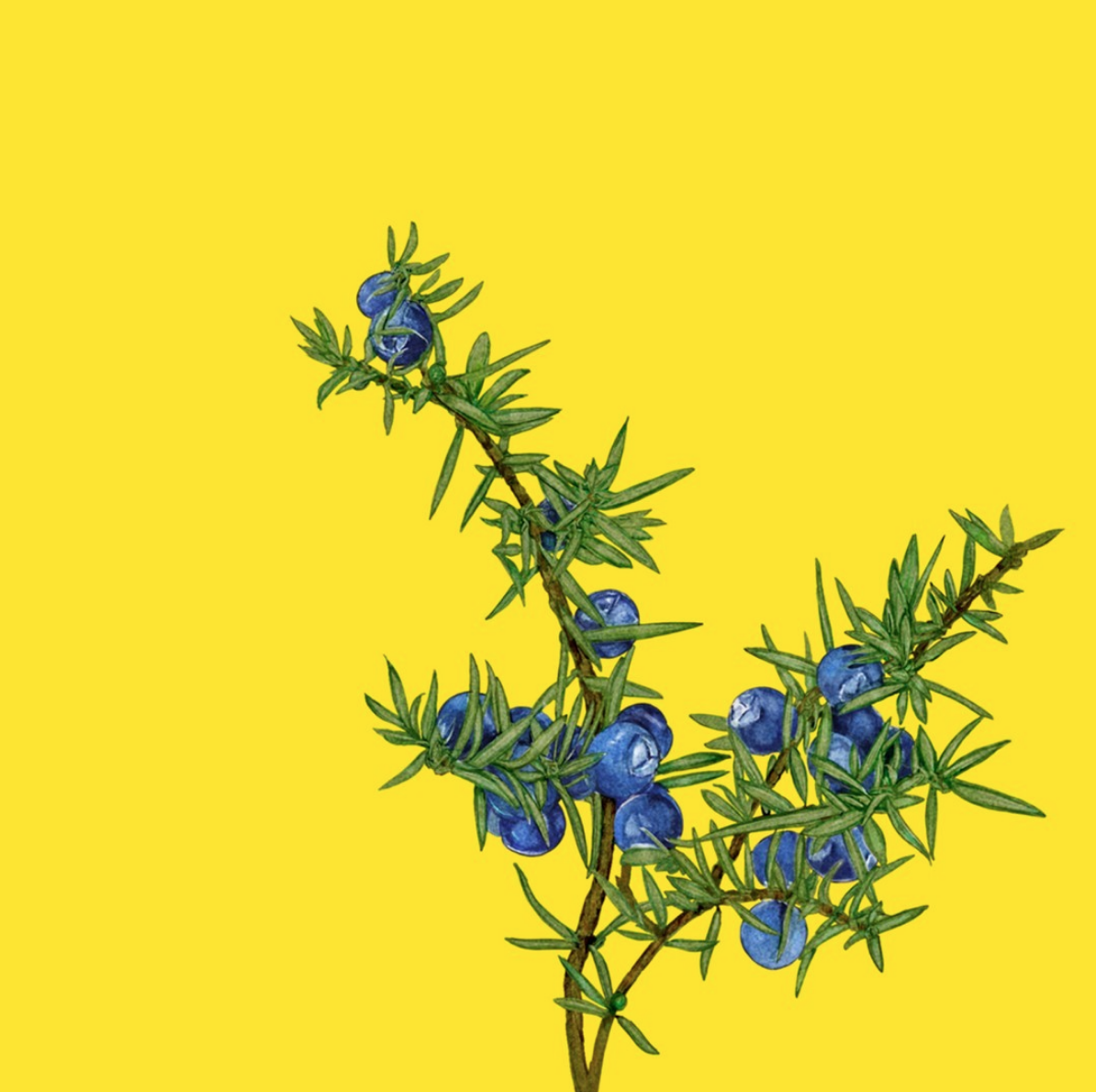 Screen Shot 2021-03-02 at 12.41.52 PM.png