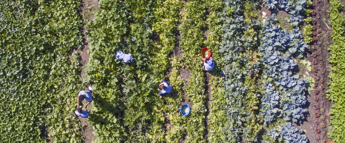 aerial-shot-of-farm-tools-credit-idea-kraft-1200x500.jpg