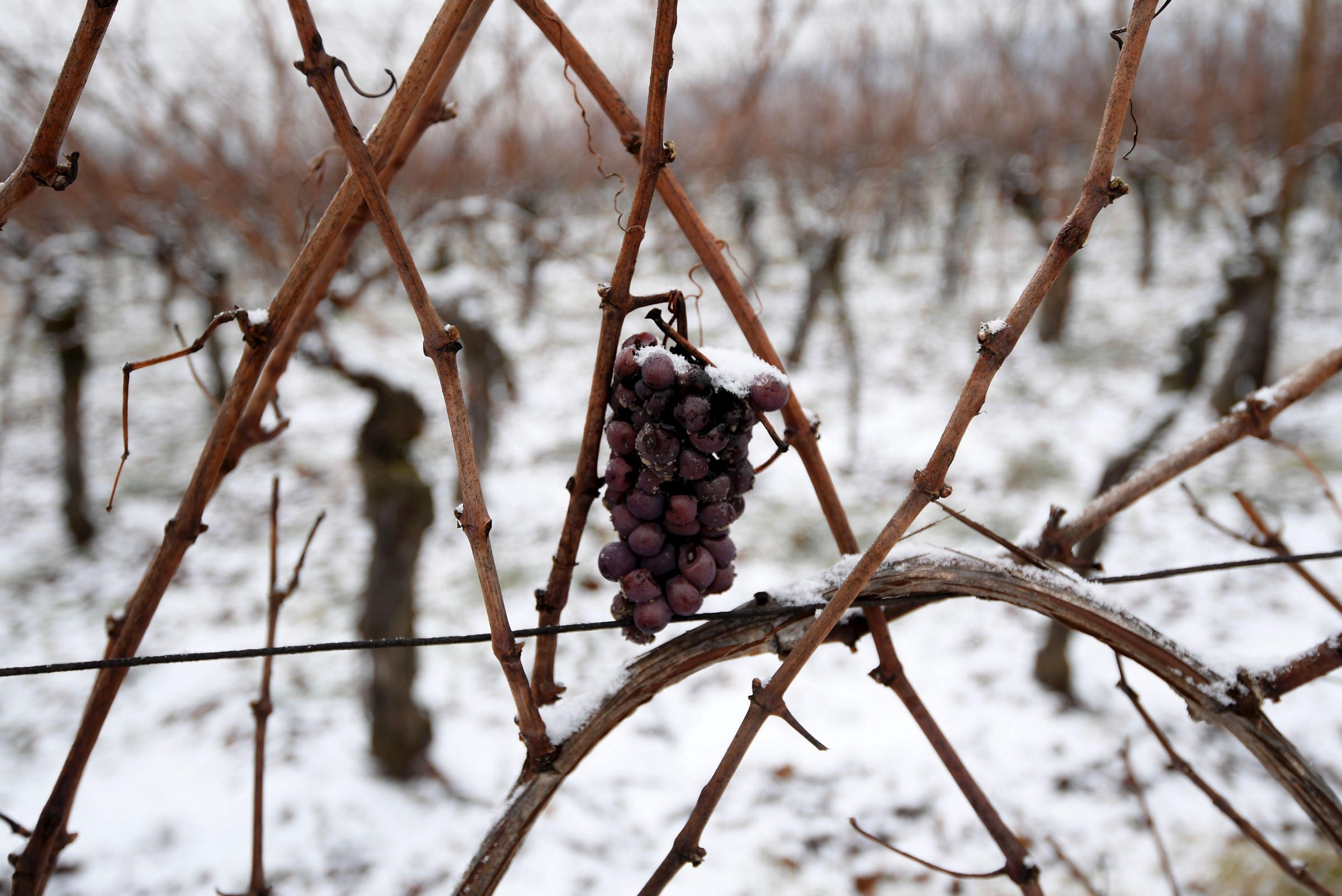 "The Future of Wine: No Corks, No Vintages, and Maybe No Grapes," Medium