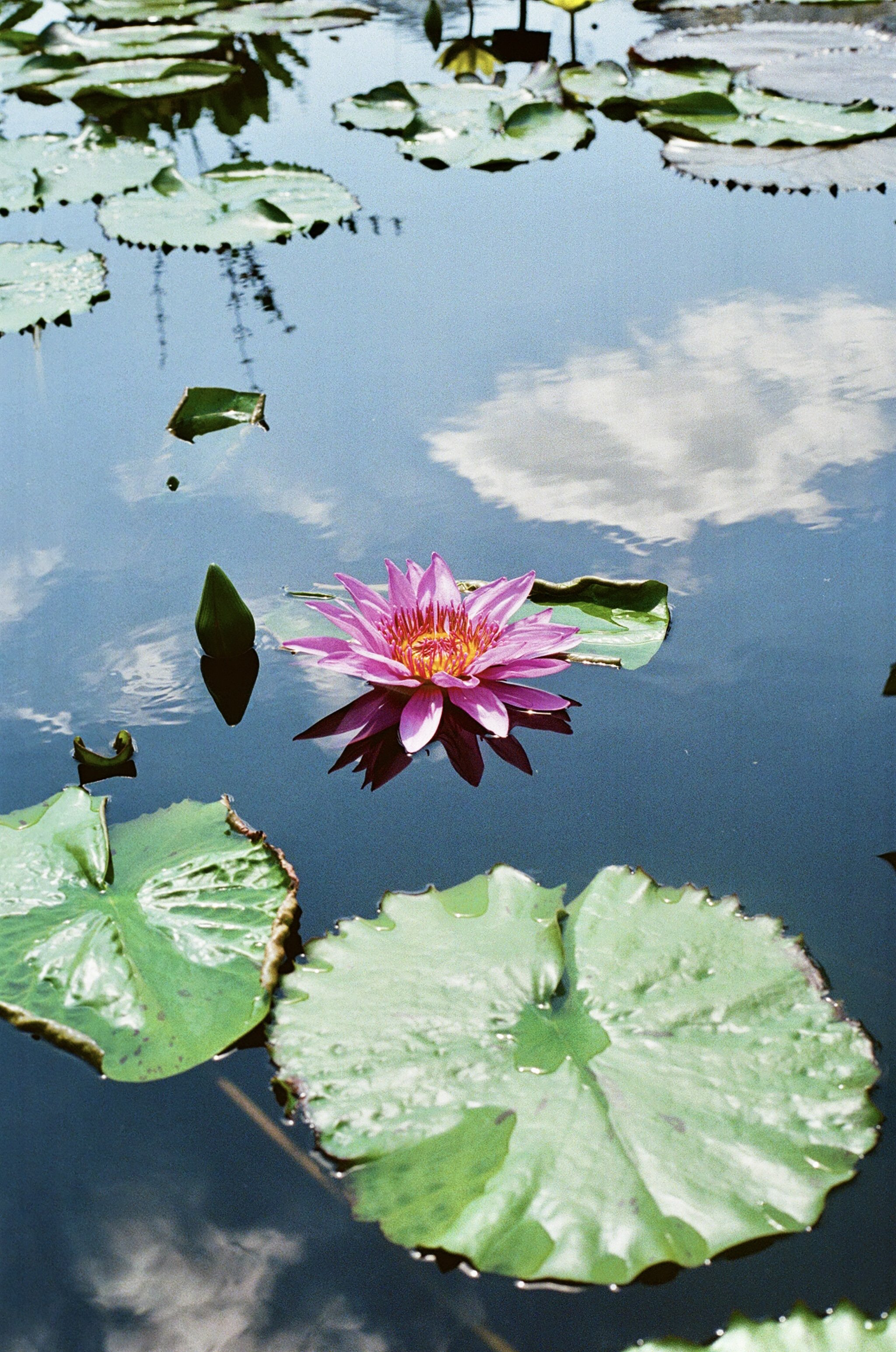 Lily Pond Film