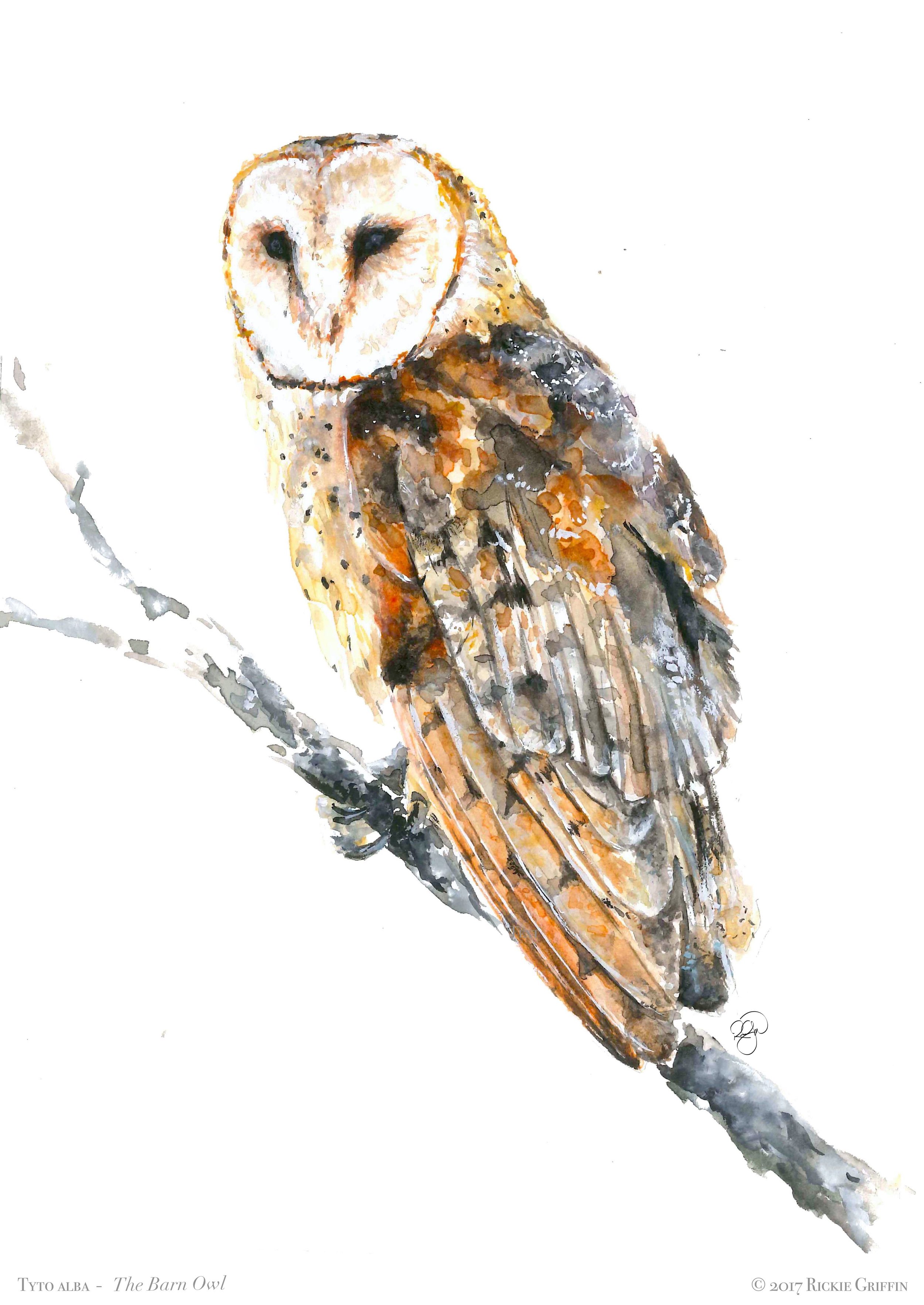 Barn Owl.jpg