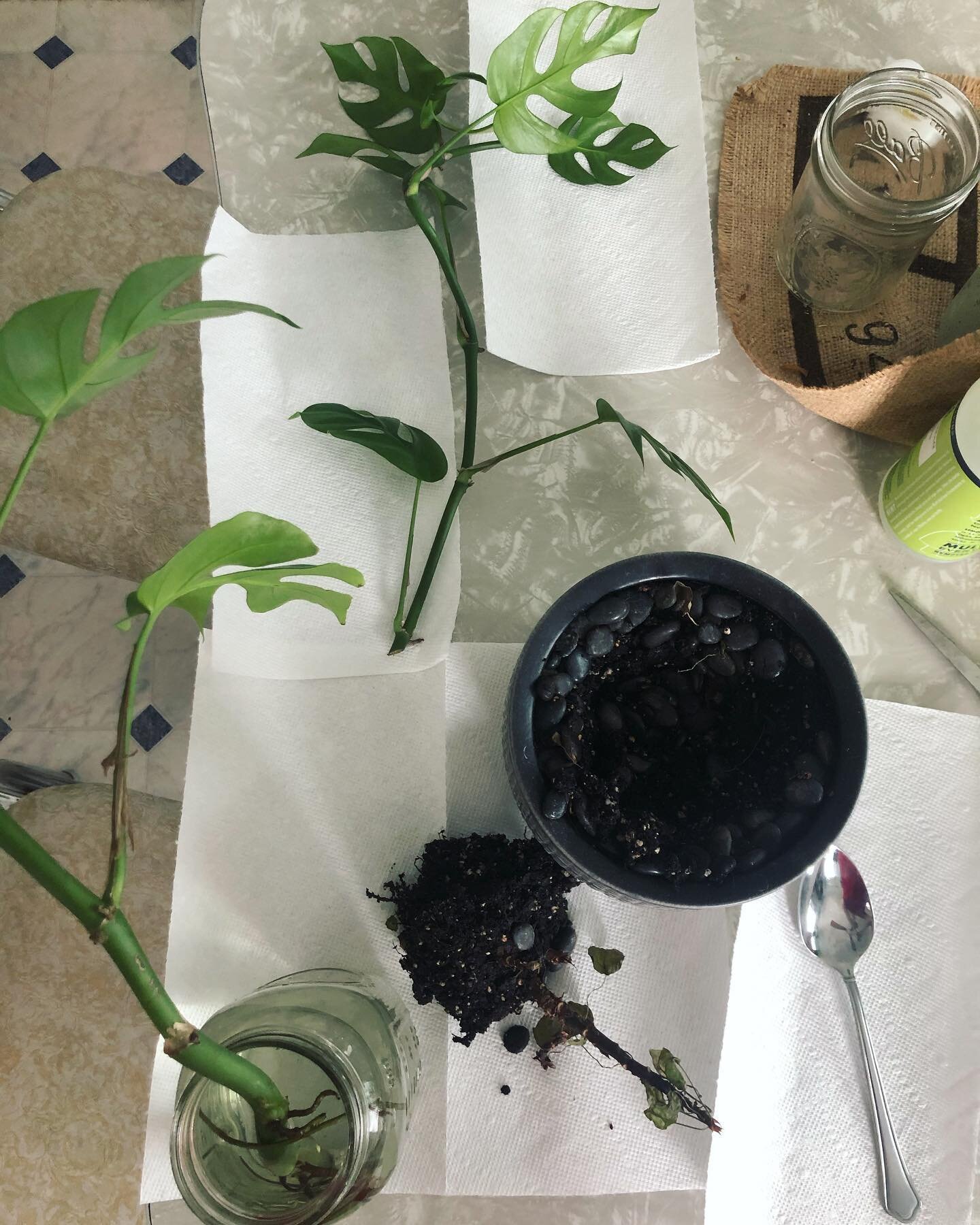 Pouring all my energy that once went into going out dancing into caring for plants 🌱