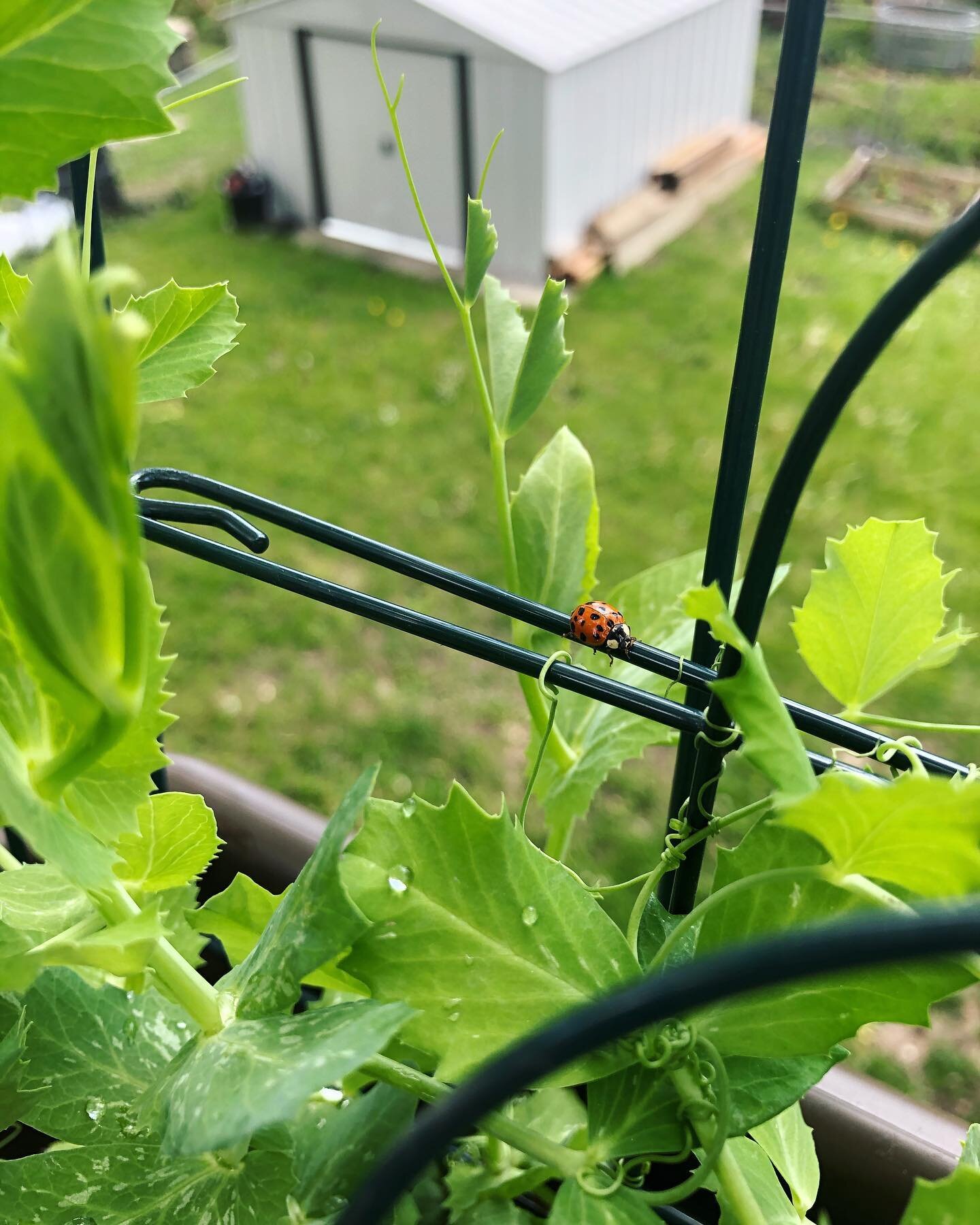 Sugar Daddy Snap Pea City