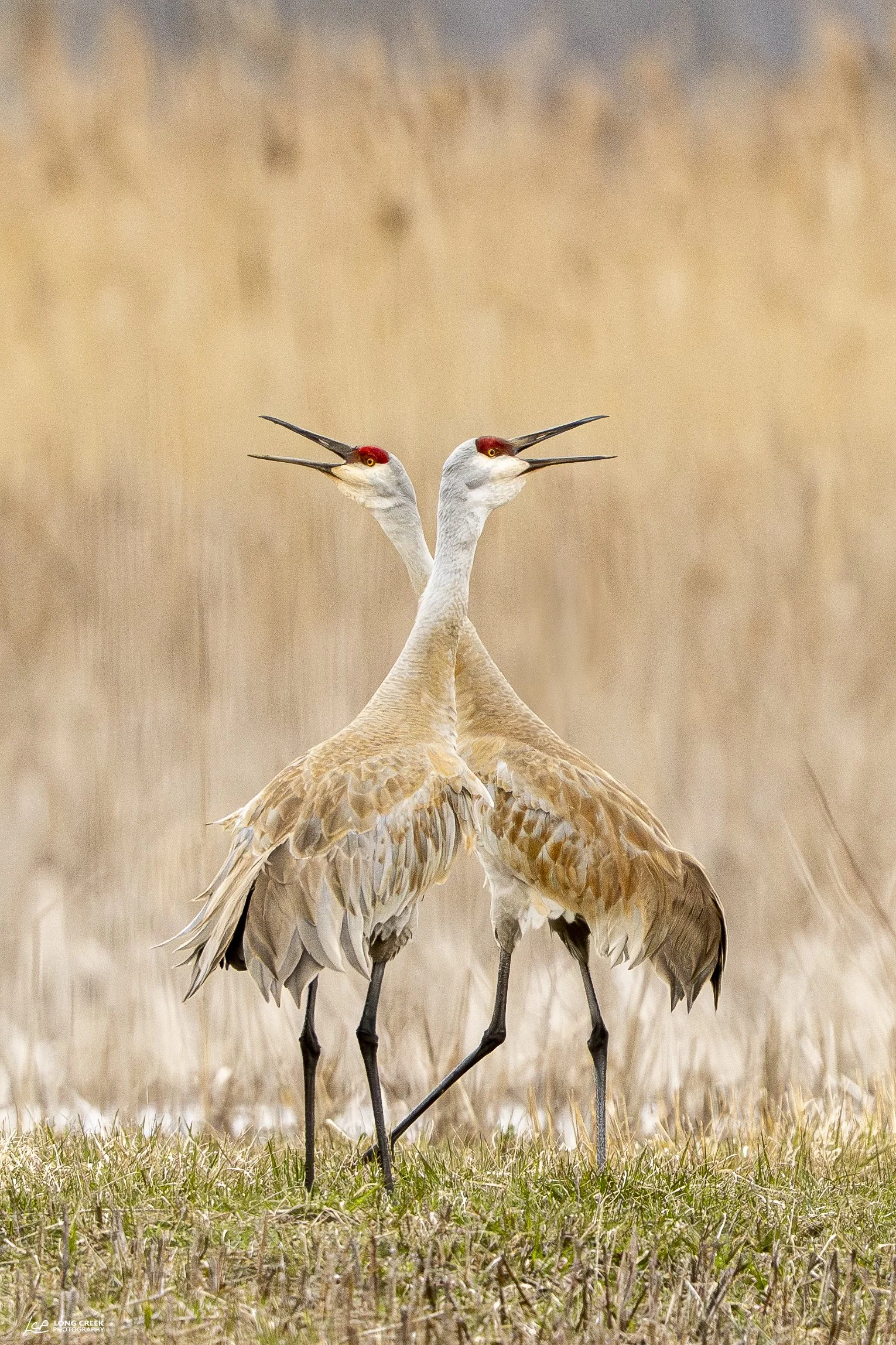 "Take a Walk on the Wild Side" ~ Bill Baburchak