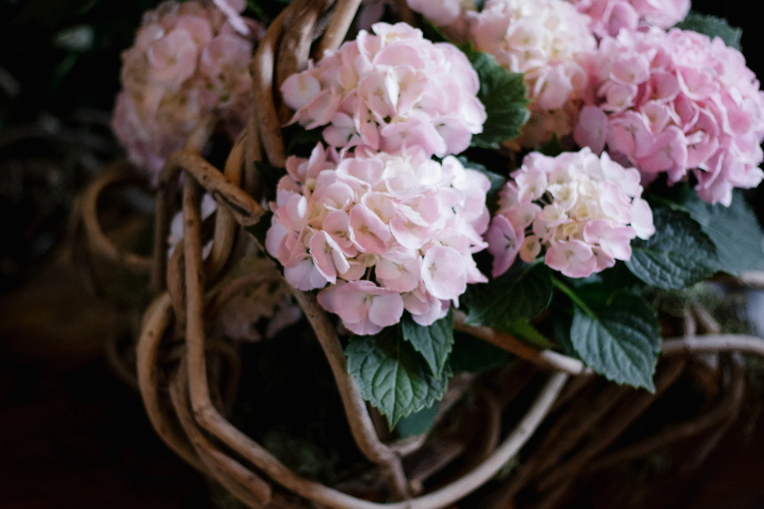 Pink and white hydrangea flowers in a woven basket with green leaves.