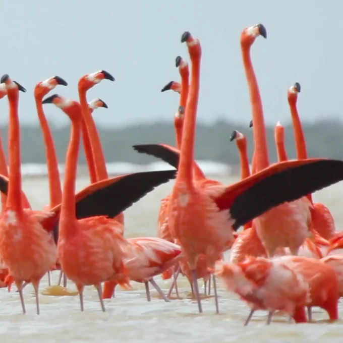 flamingo.jpg