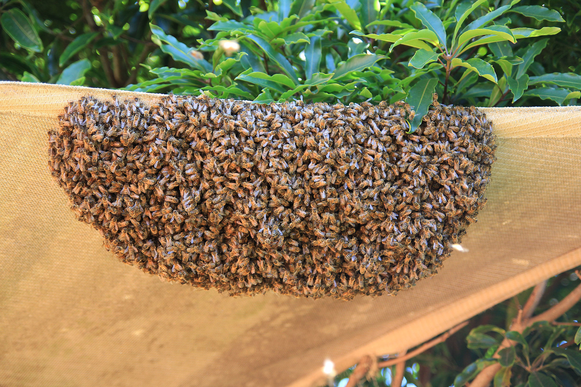 Lake Barkley Beekeepers Association