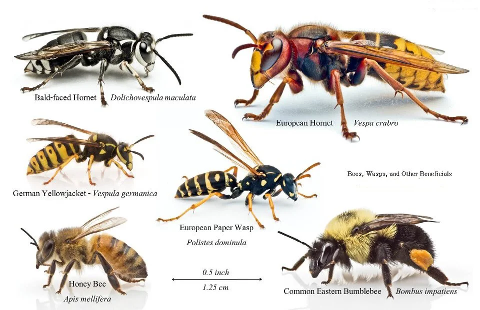 Common-Bee-Wasp-Hornet-Identification1.jpg