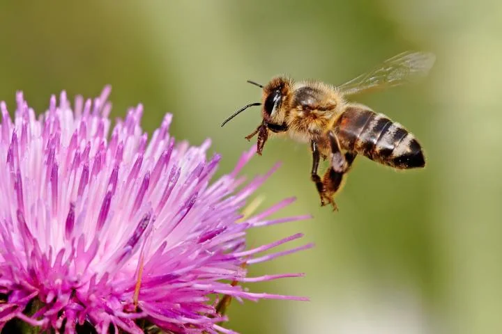 honeybee.jpg