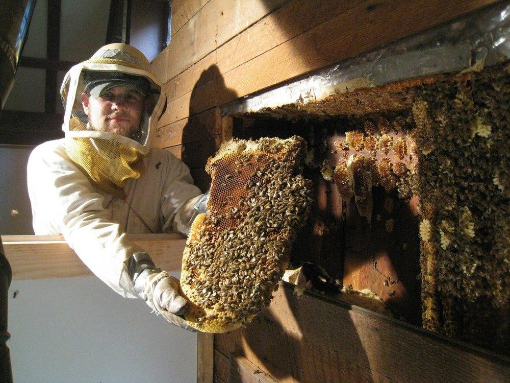 Free Honeybee Swarm Rescue and Removal Non-Profit — Kentuckiana Beekeepers  Association