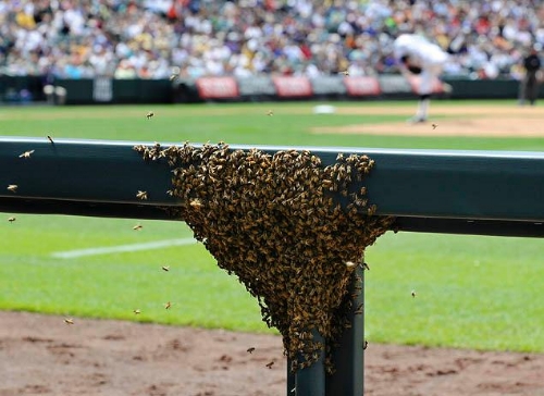 swarm2.jpg