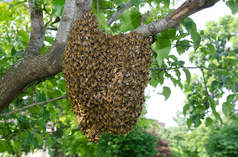 bee-swarm.jpg