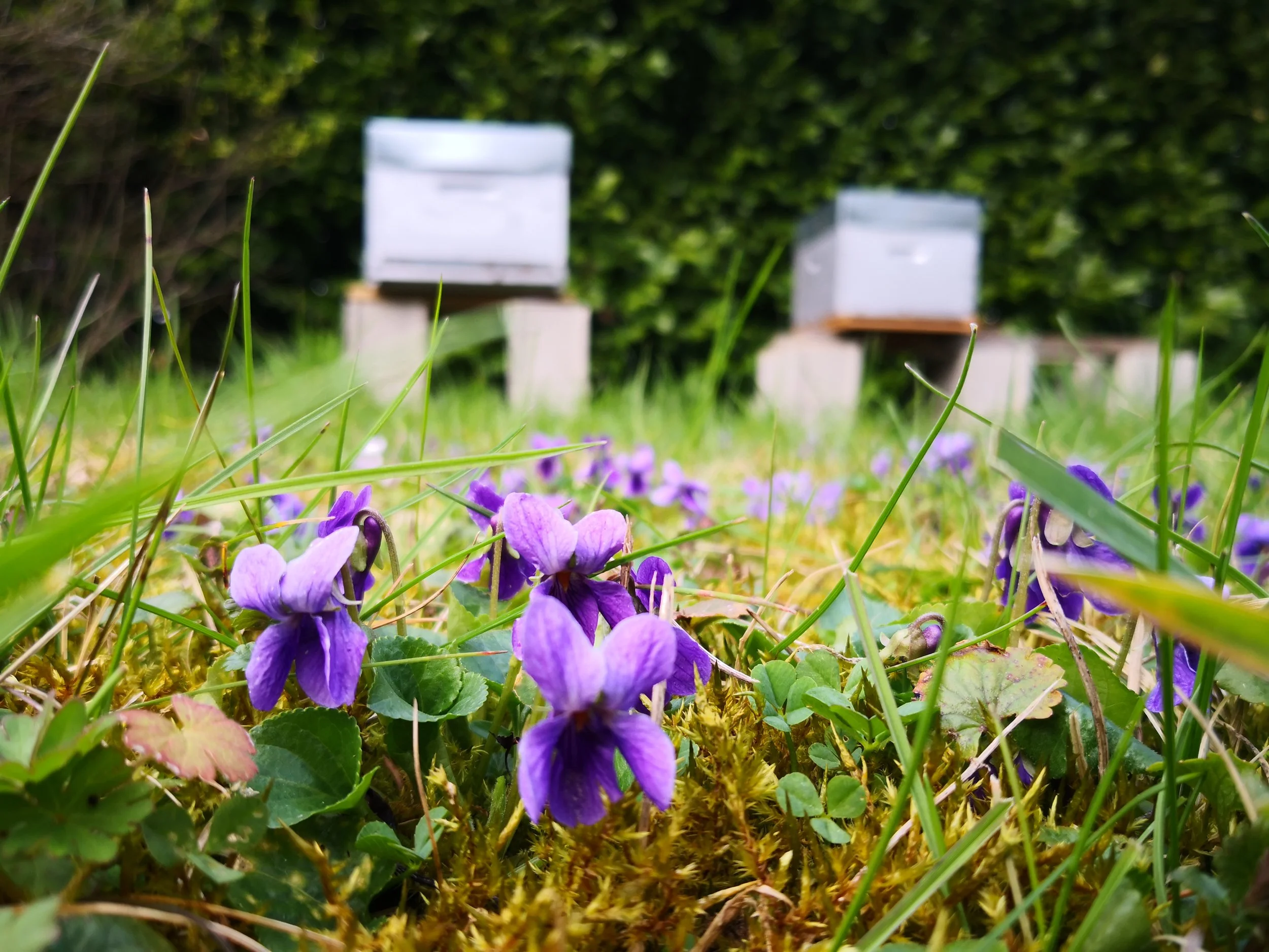 Club Hives at the Louisville Nature Center