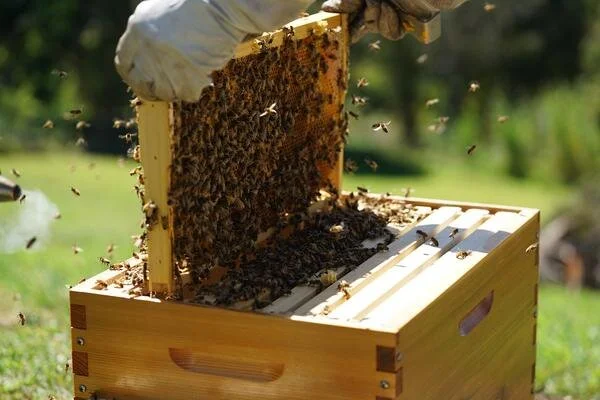 July Mentoring Field Day - Hive Inspections