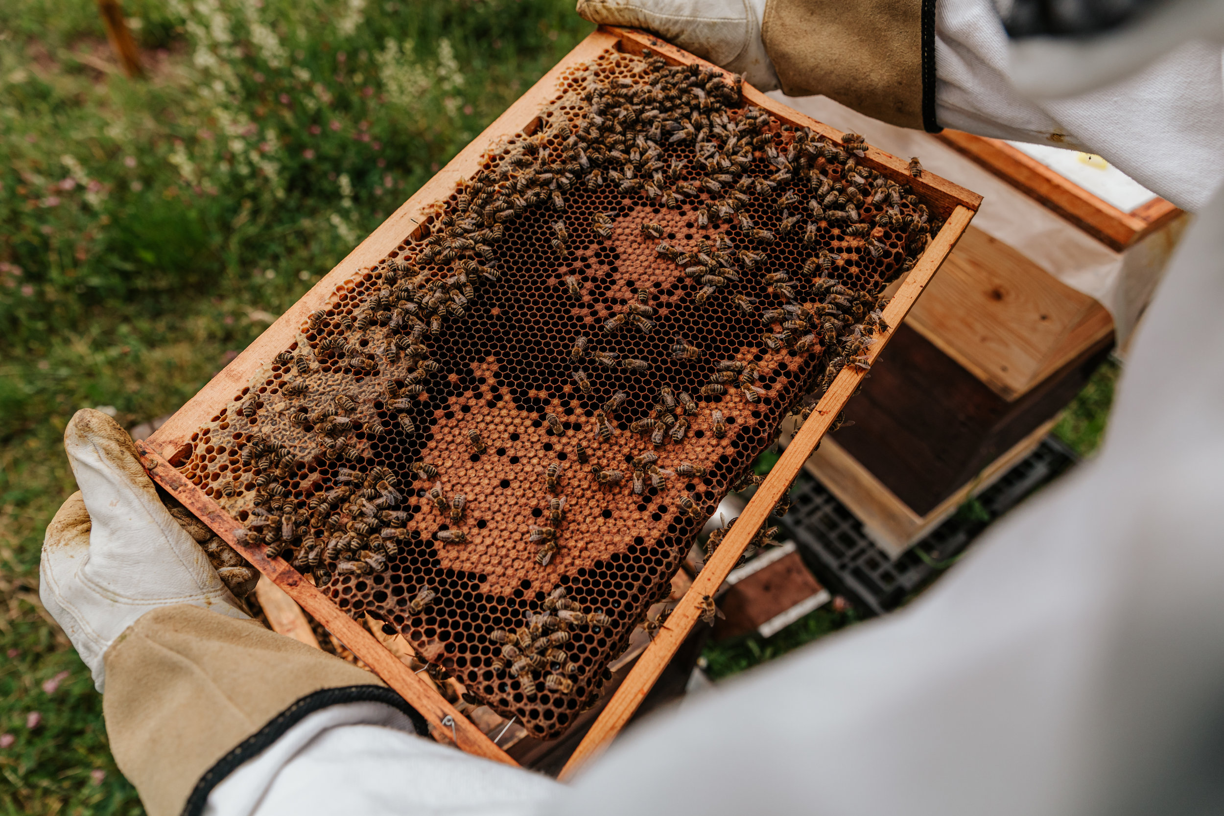 June Bee Calendar - What's Happening Inside the Hive