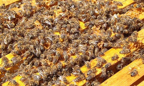 KBA April Virtual and In-Person Field Day - Hive Inspections, OTS Splits, Hanging Swarm Traps