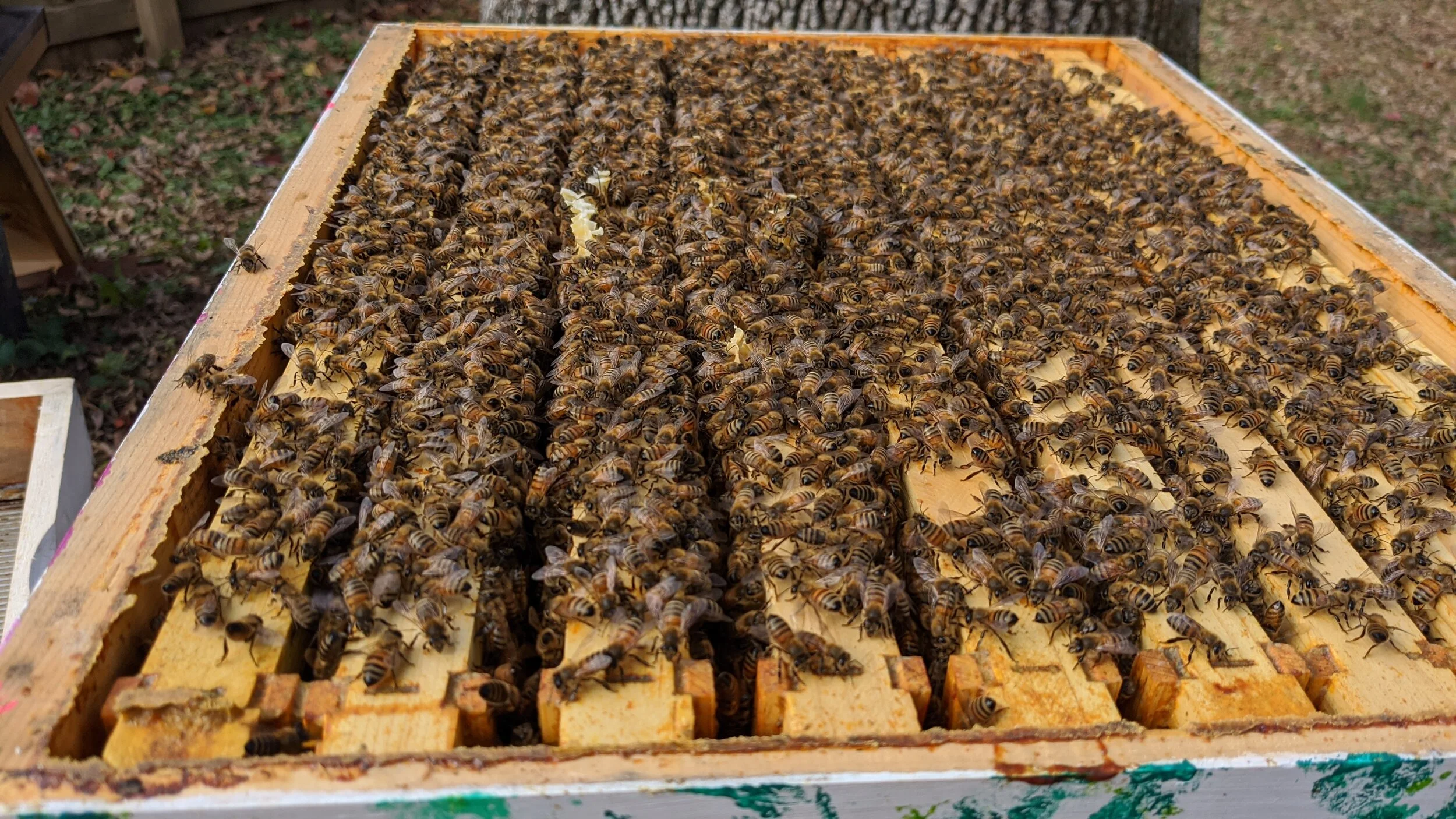 Beginner Beekeeper Survival 2023 Session 4