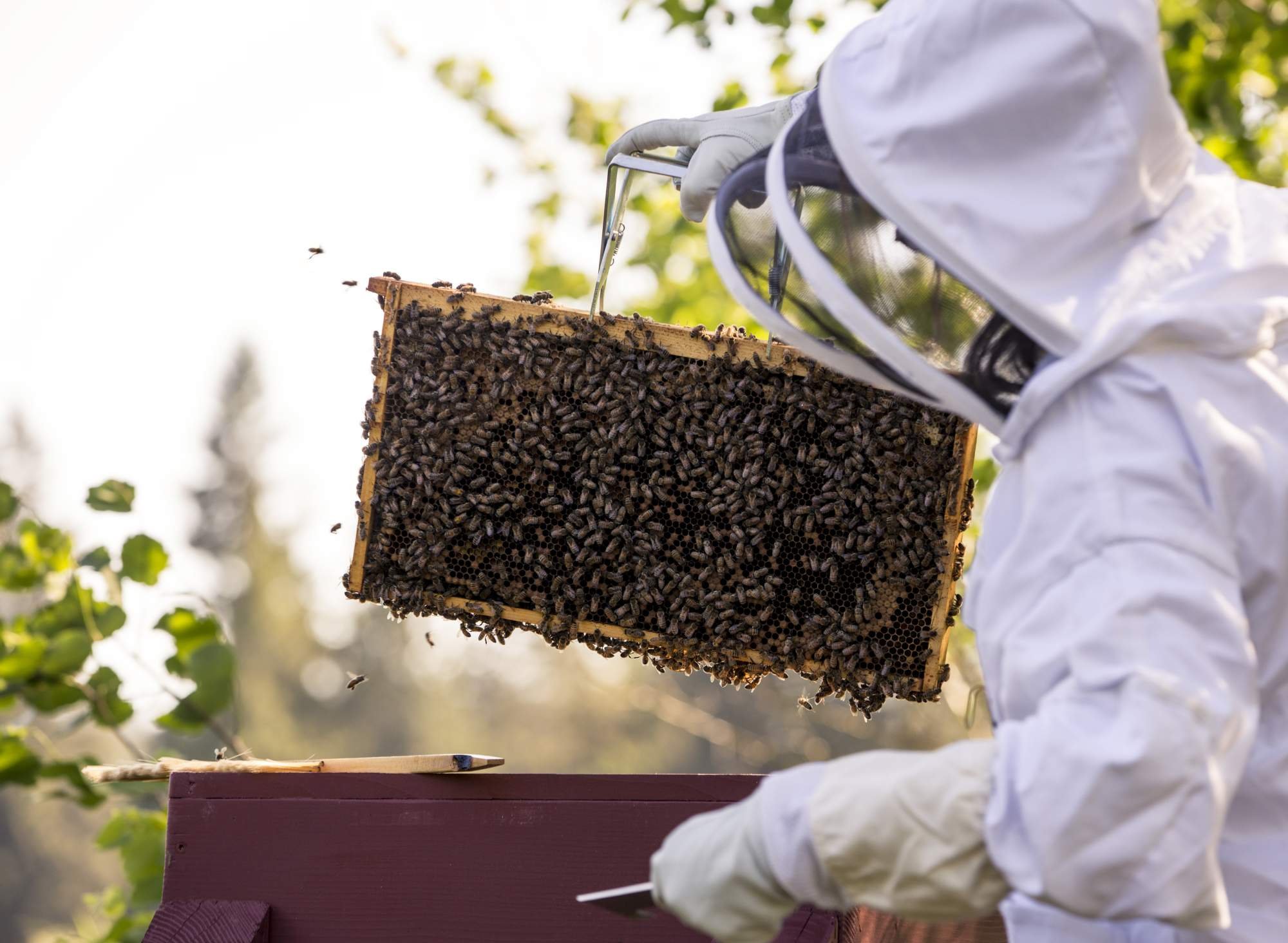 KBA January VIRTUAL Educational Session @ Louisville Nature Center - Beekeeping 101