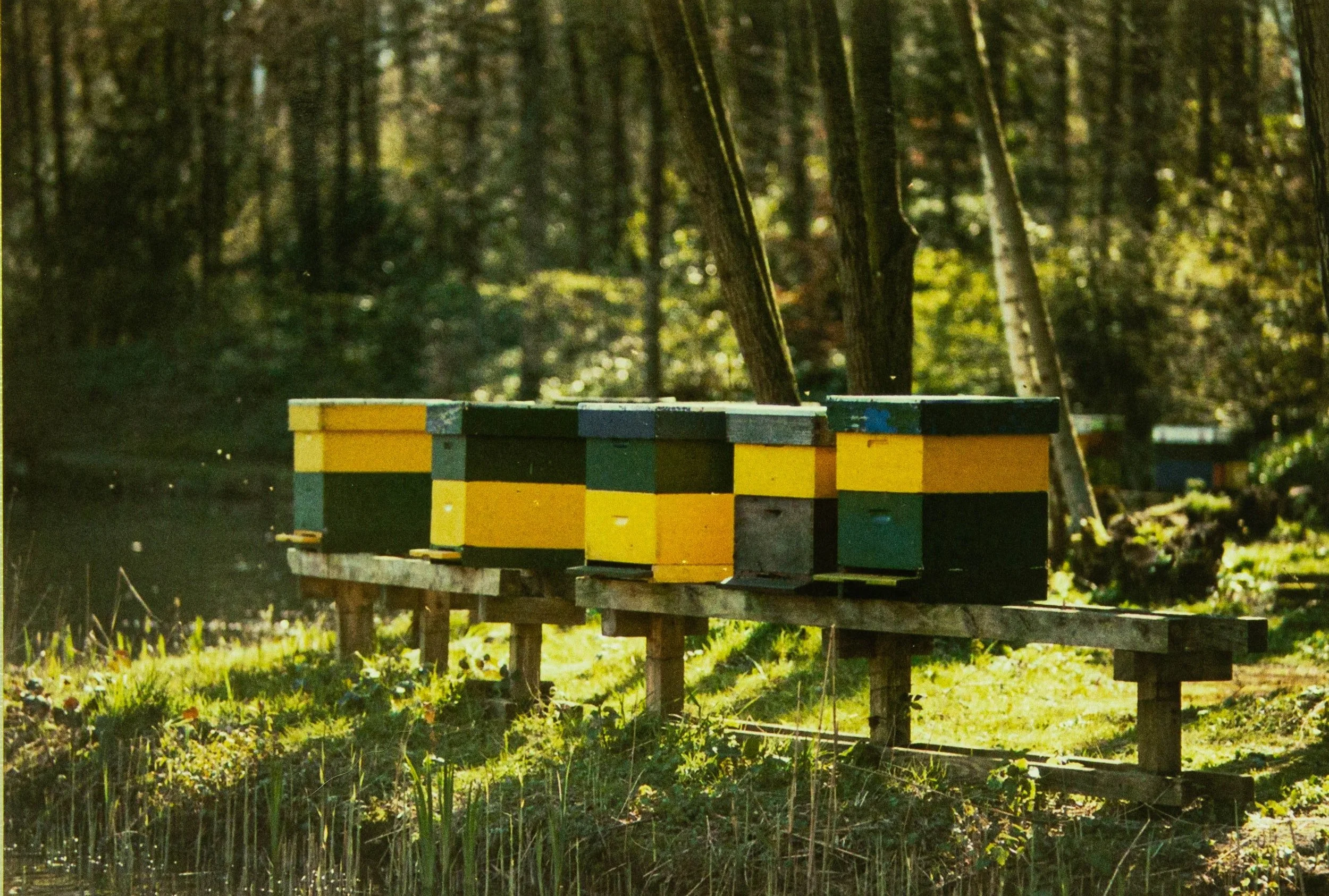 Beginner Beekeeper Survival 2023 Session 1