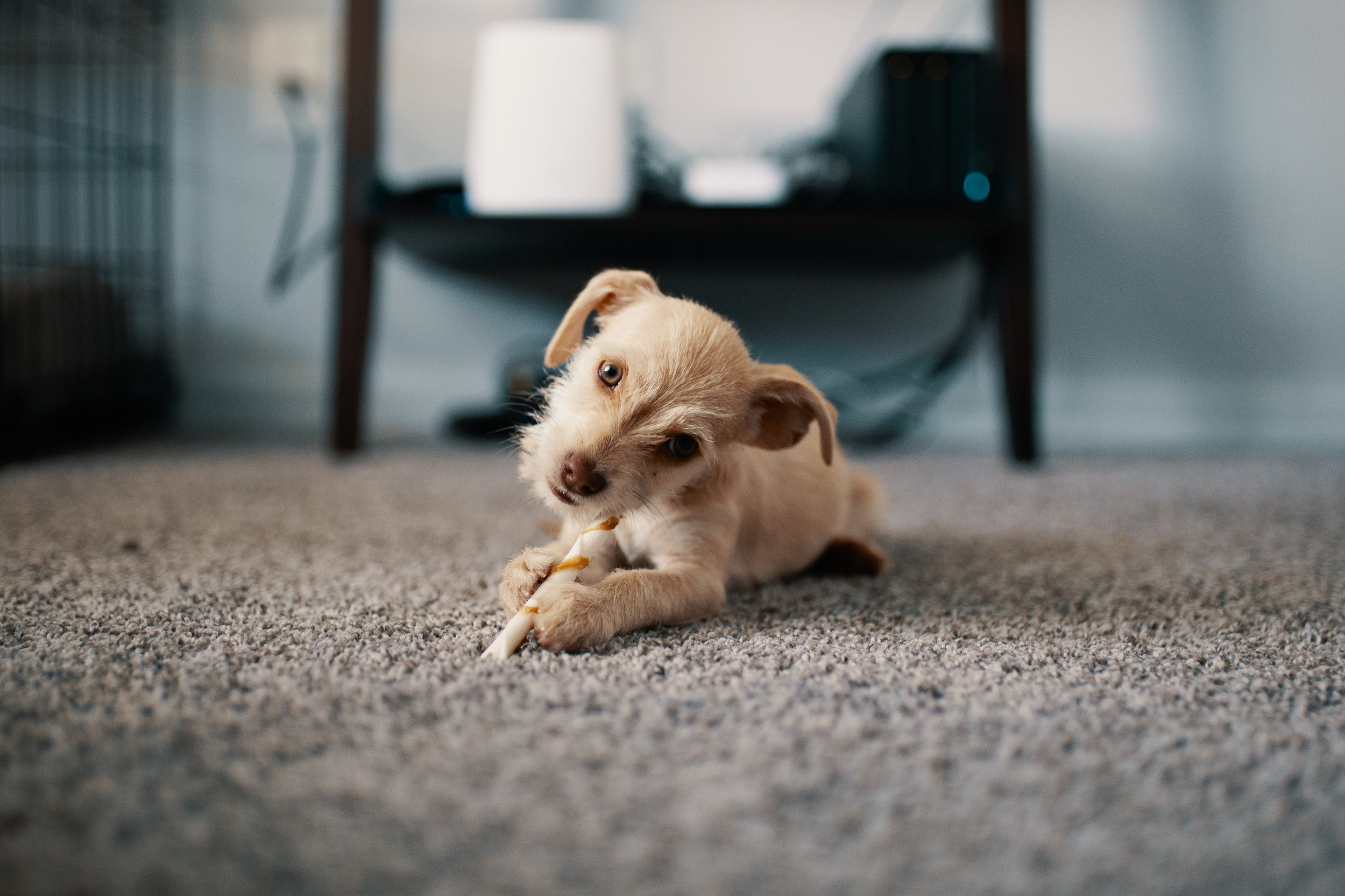 adorable-animal-animal-photography-1750378.jpg